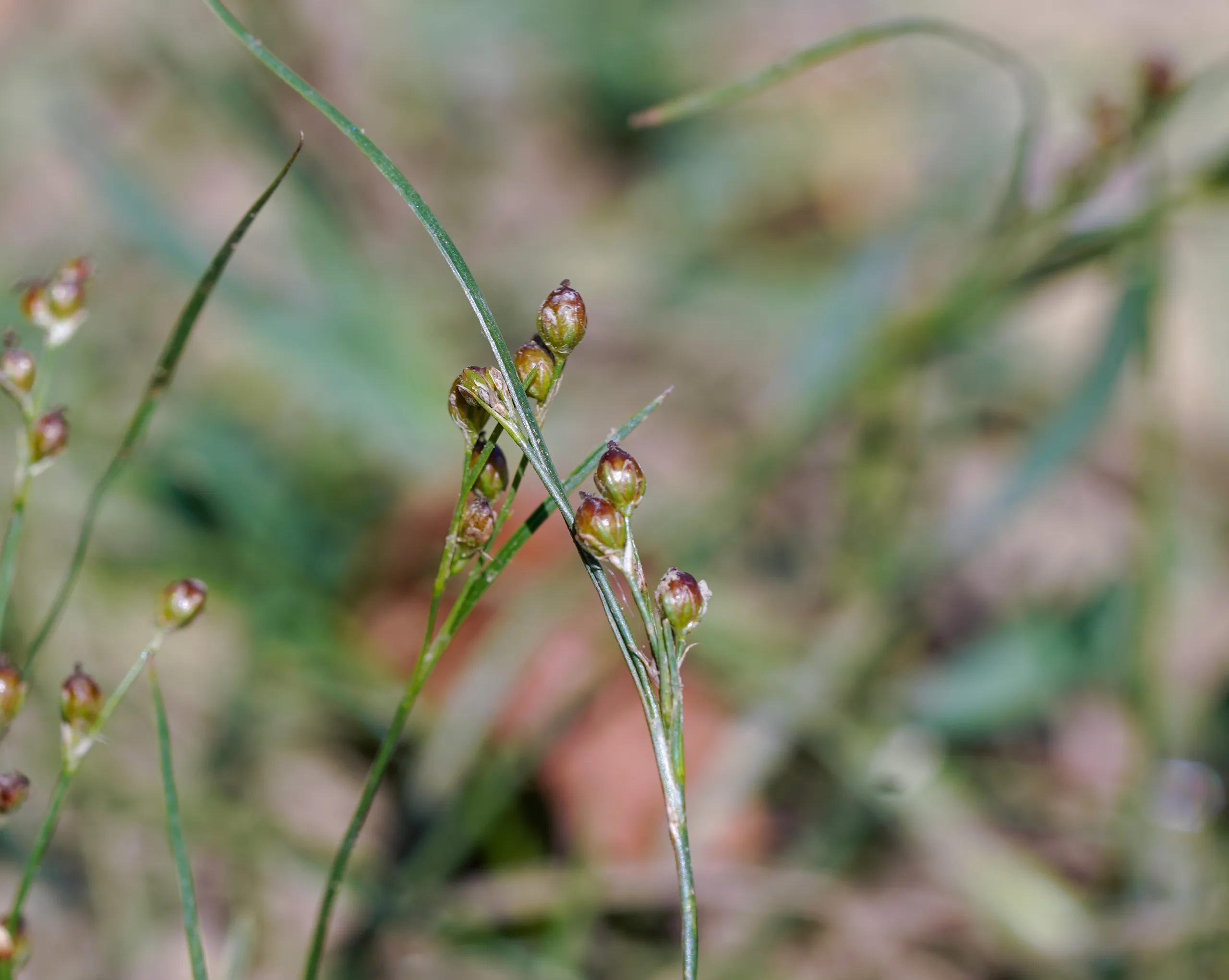 Juncus gerardii