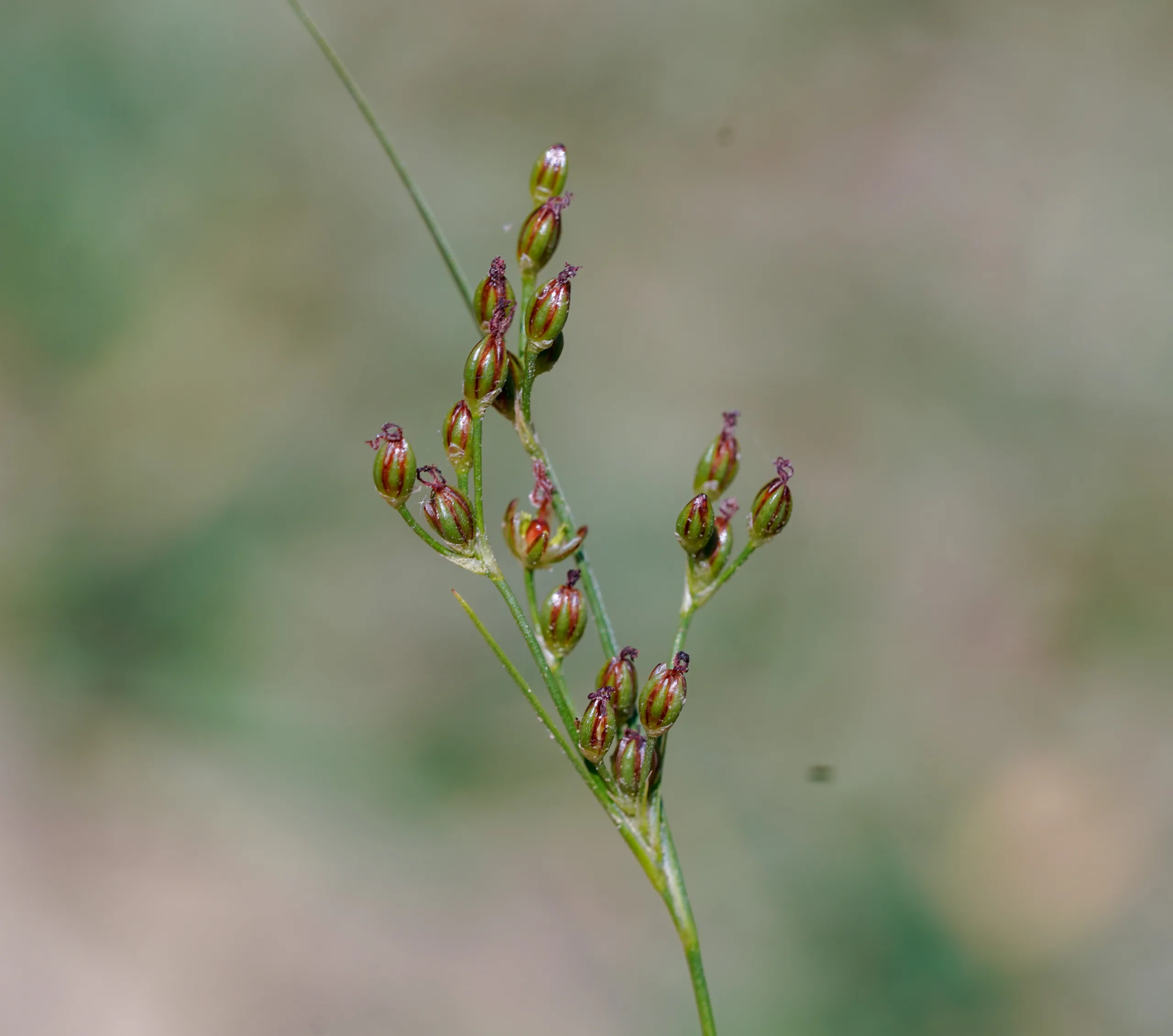 Juncus gerardii