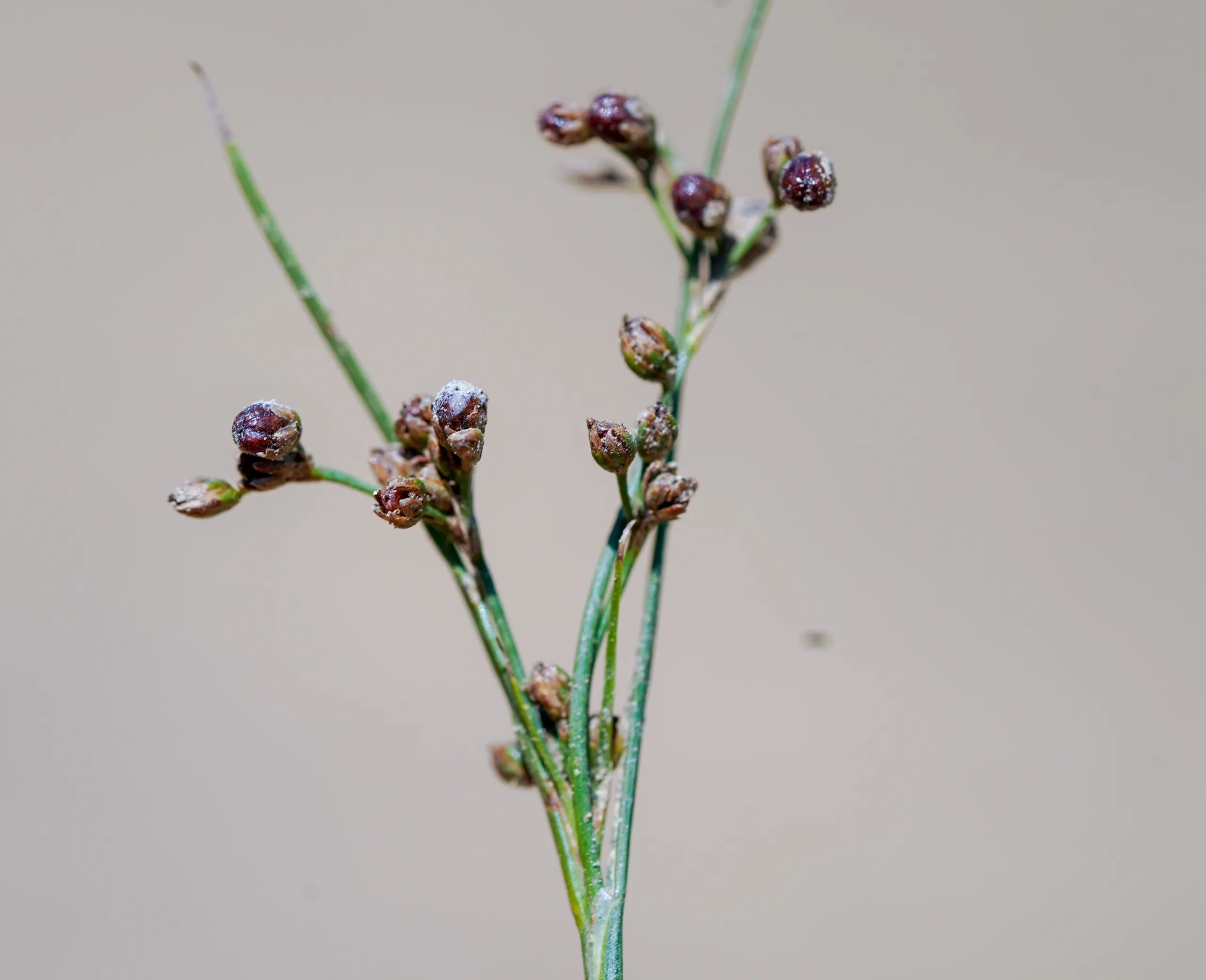 Juncus gerardii