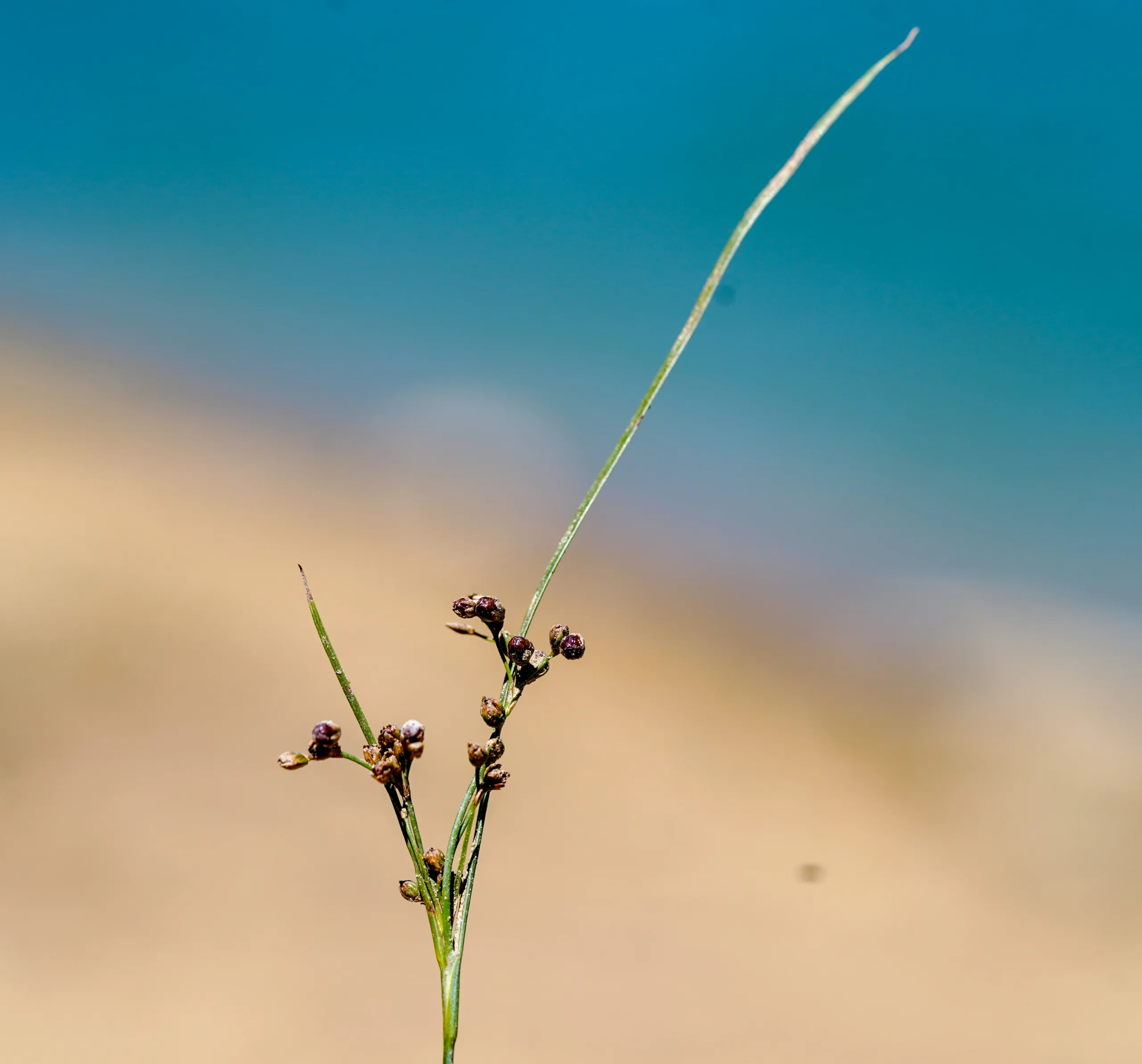Juncus gerardii