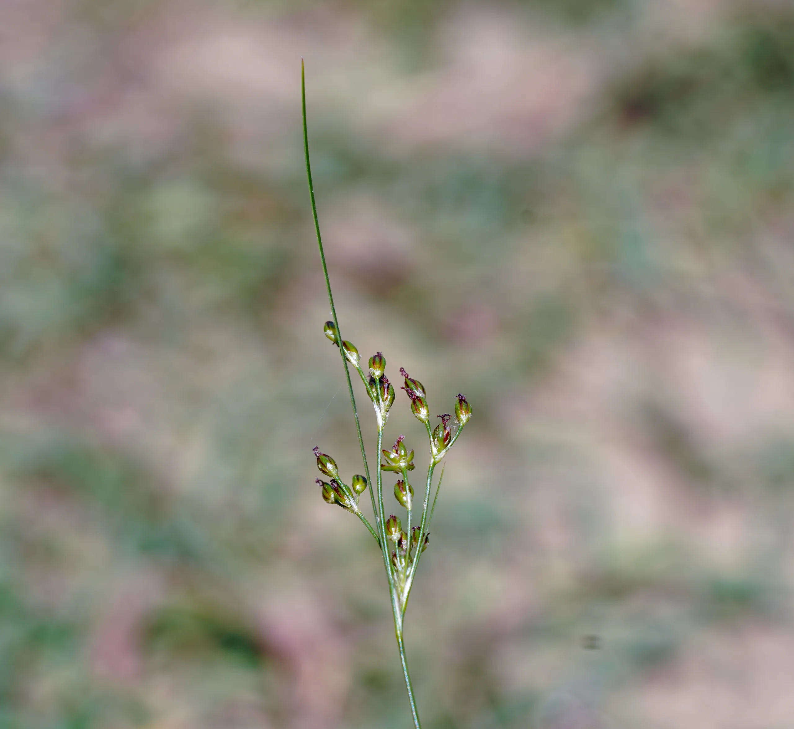 Juncus gerardii