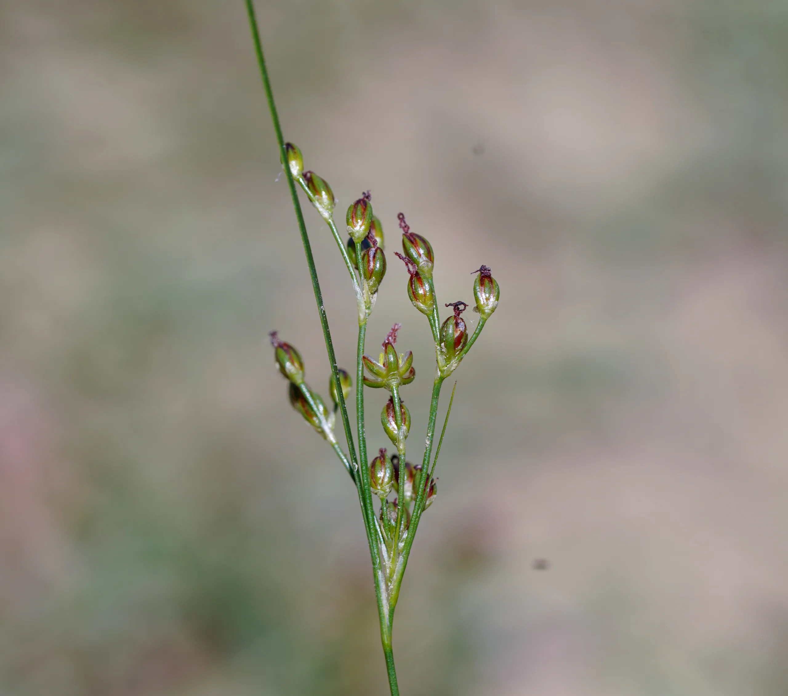 Juncus gerardii