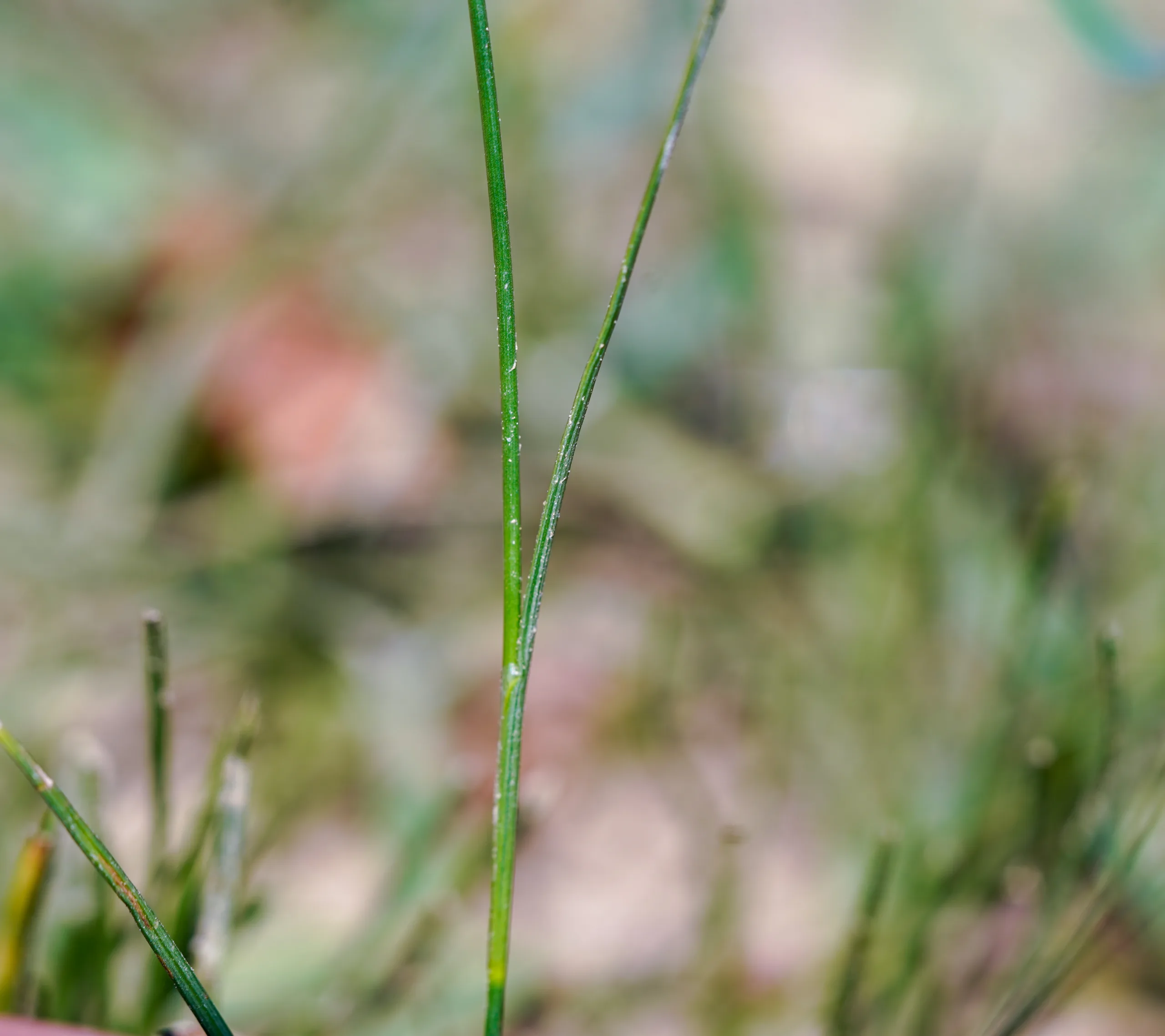 Juncus gerardii