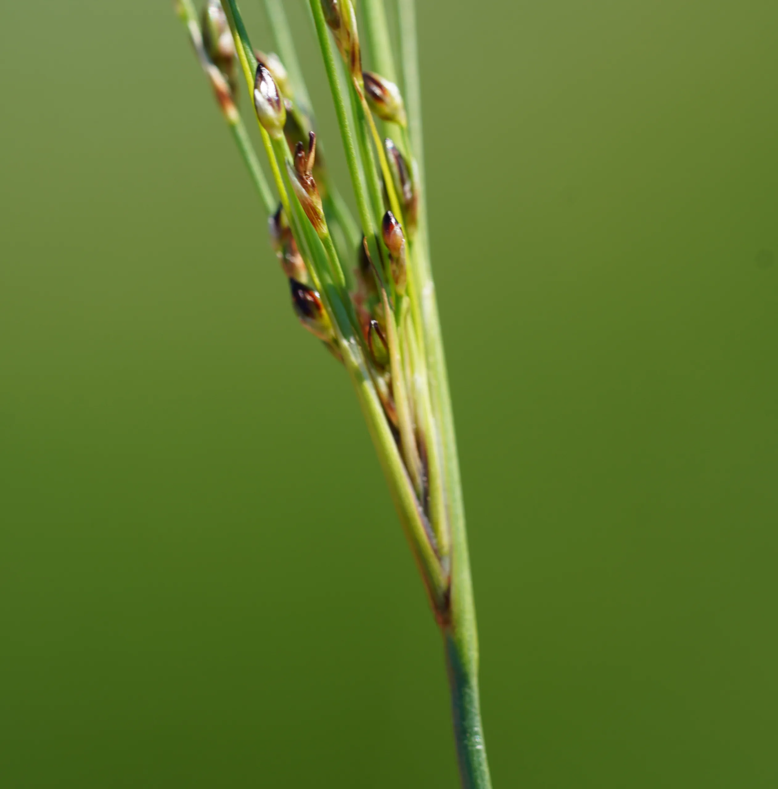 Juncus heldreichianus