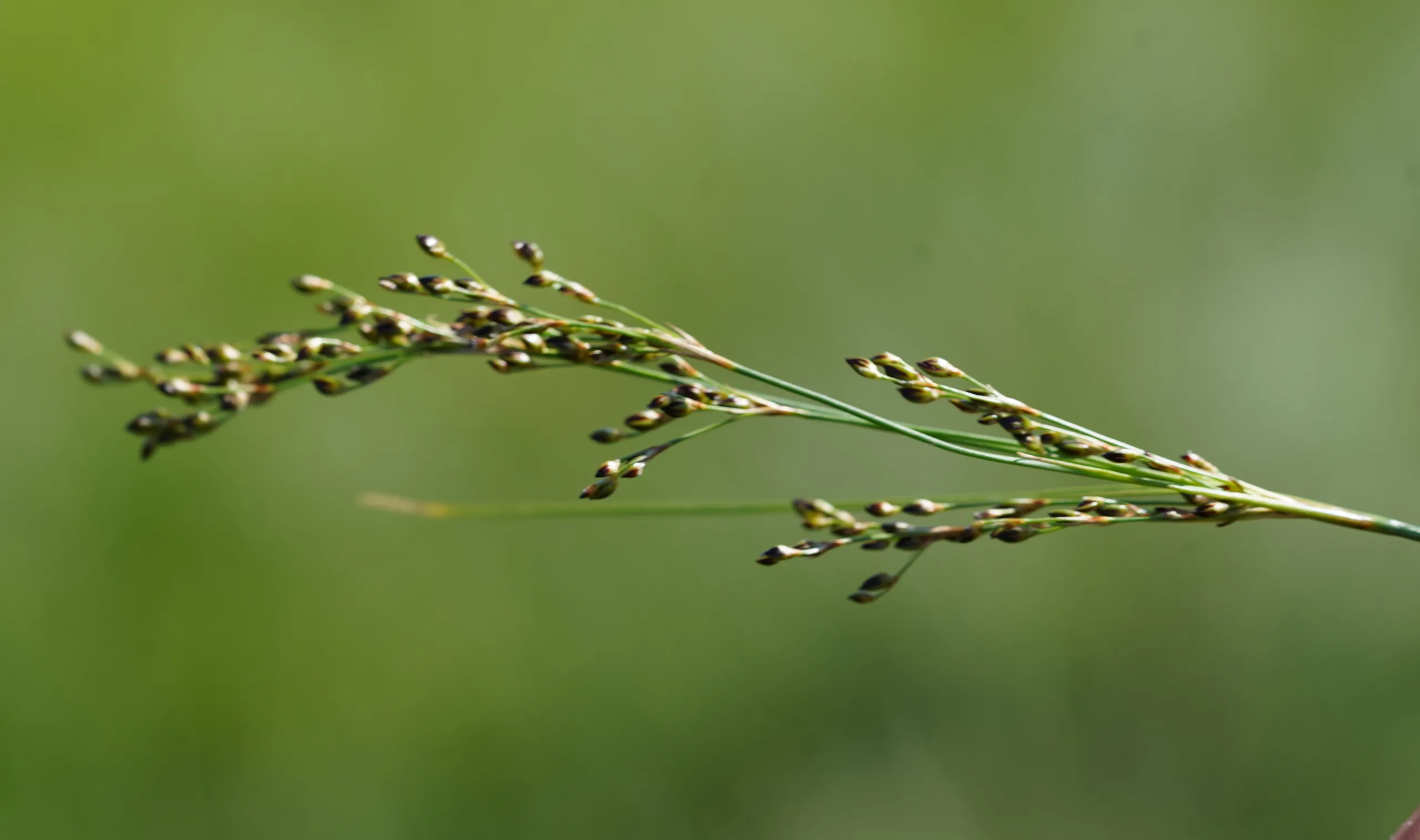 Juncus heldreichianus