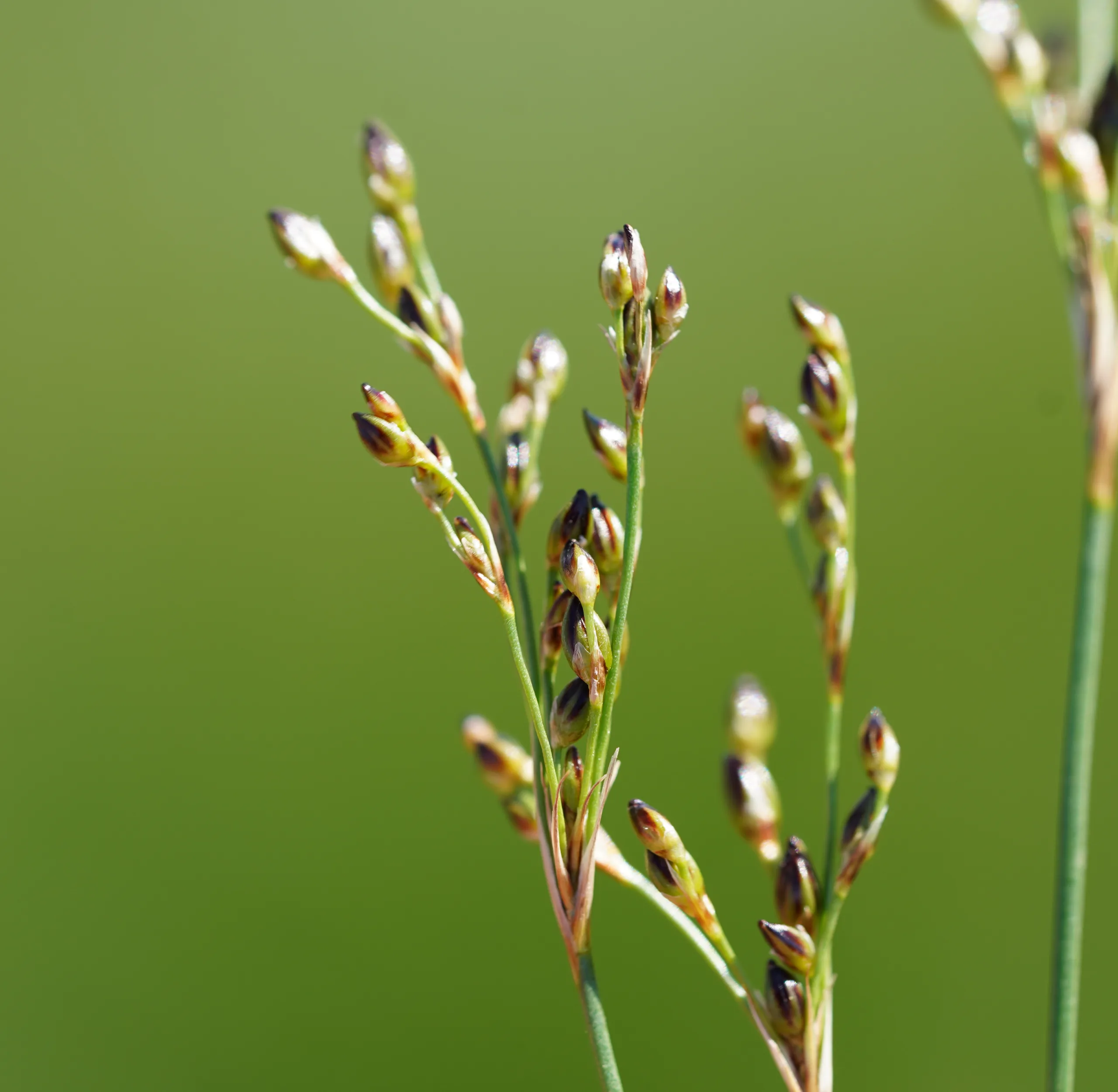 Juncus heldreichianus