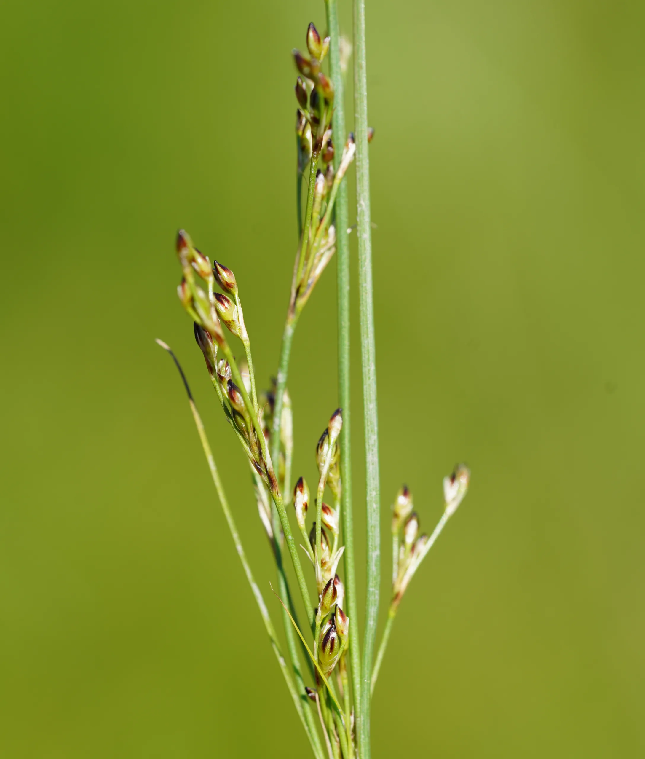 Juncus heldreichianus