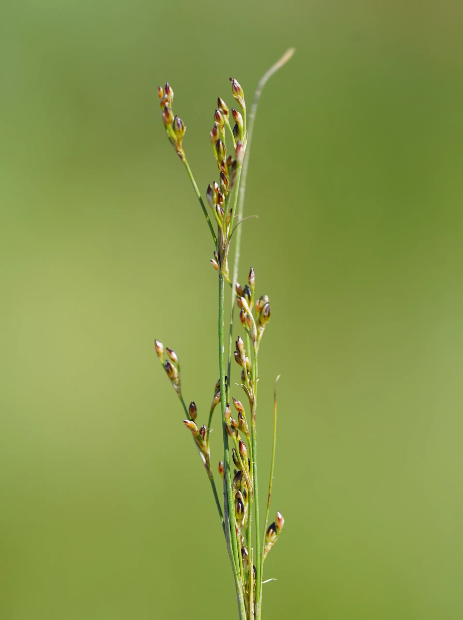 Juncus heldreichianus