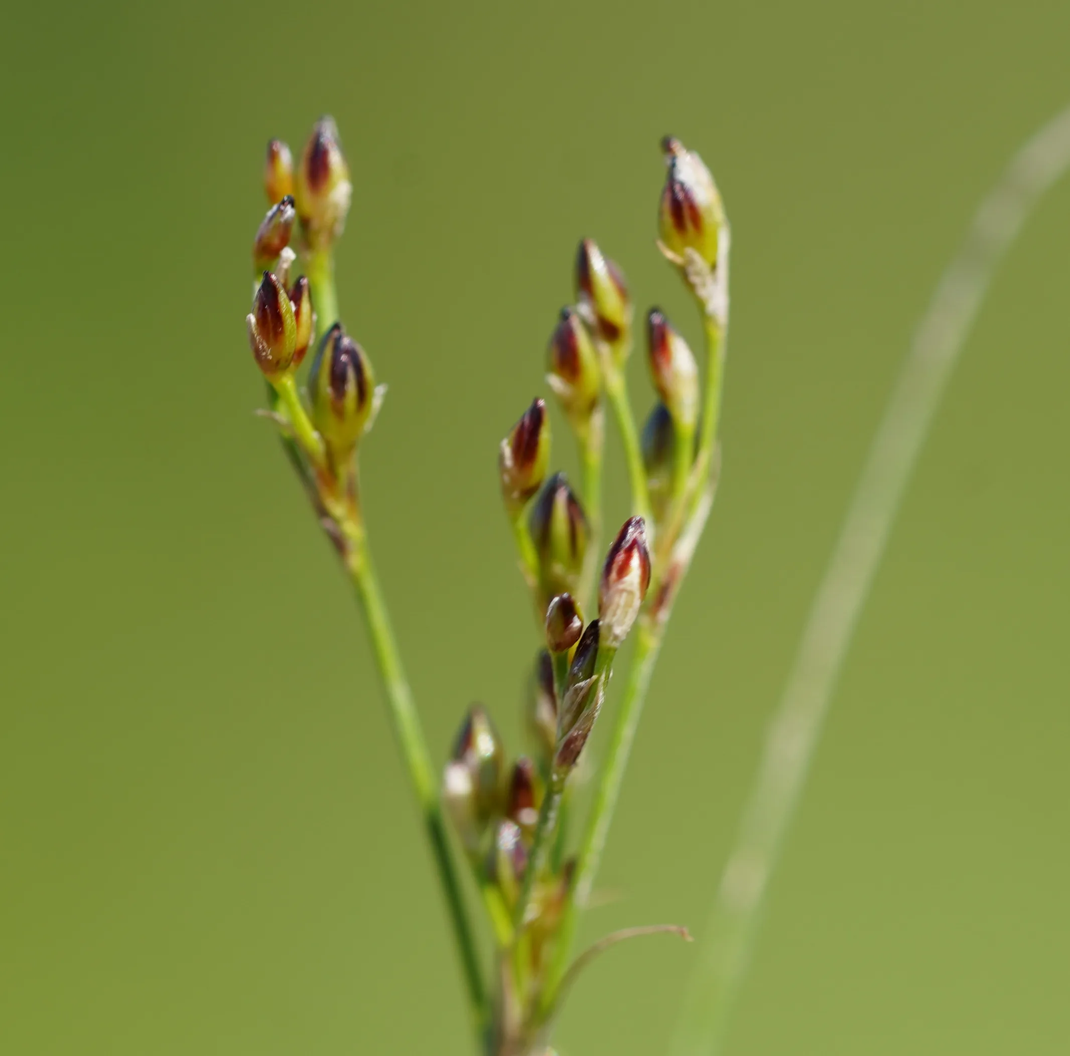 Juncus heldreichianus (Dombay otu)
