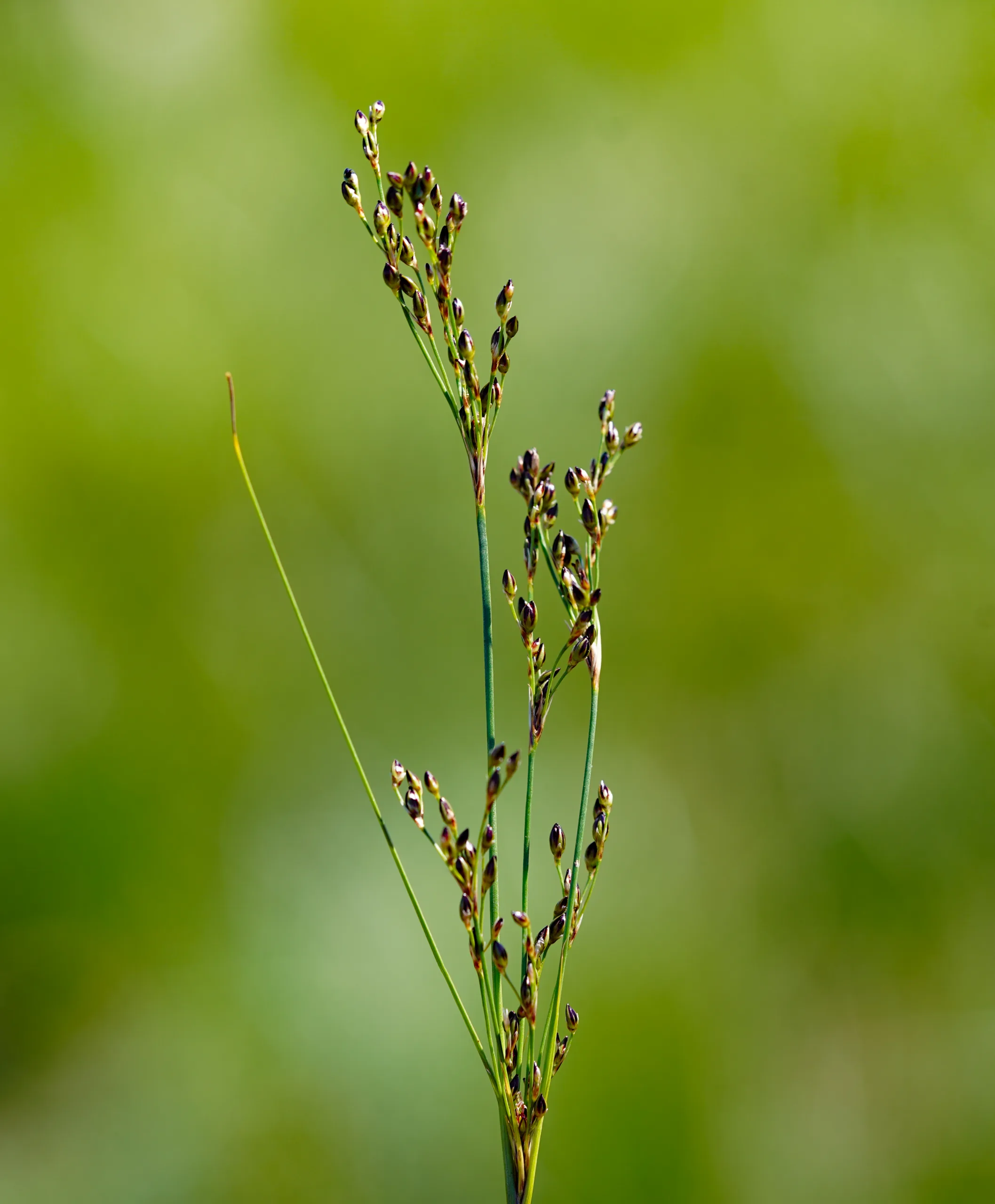 Juncus heldreichianus