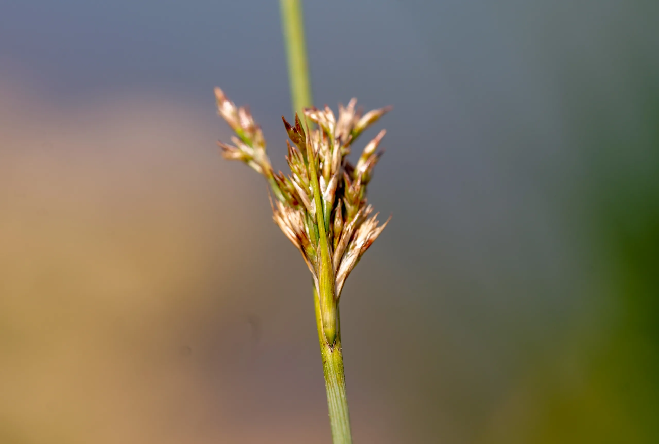 Juncus inflexus