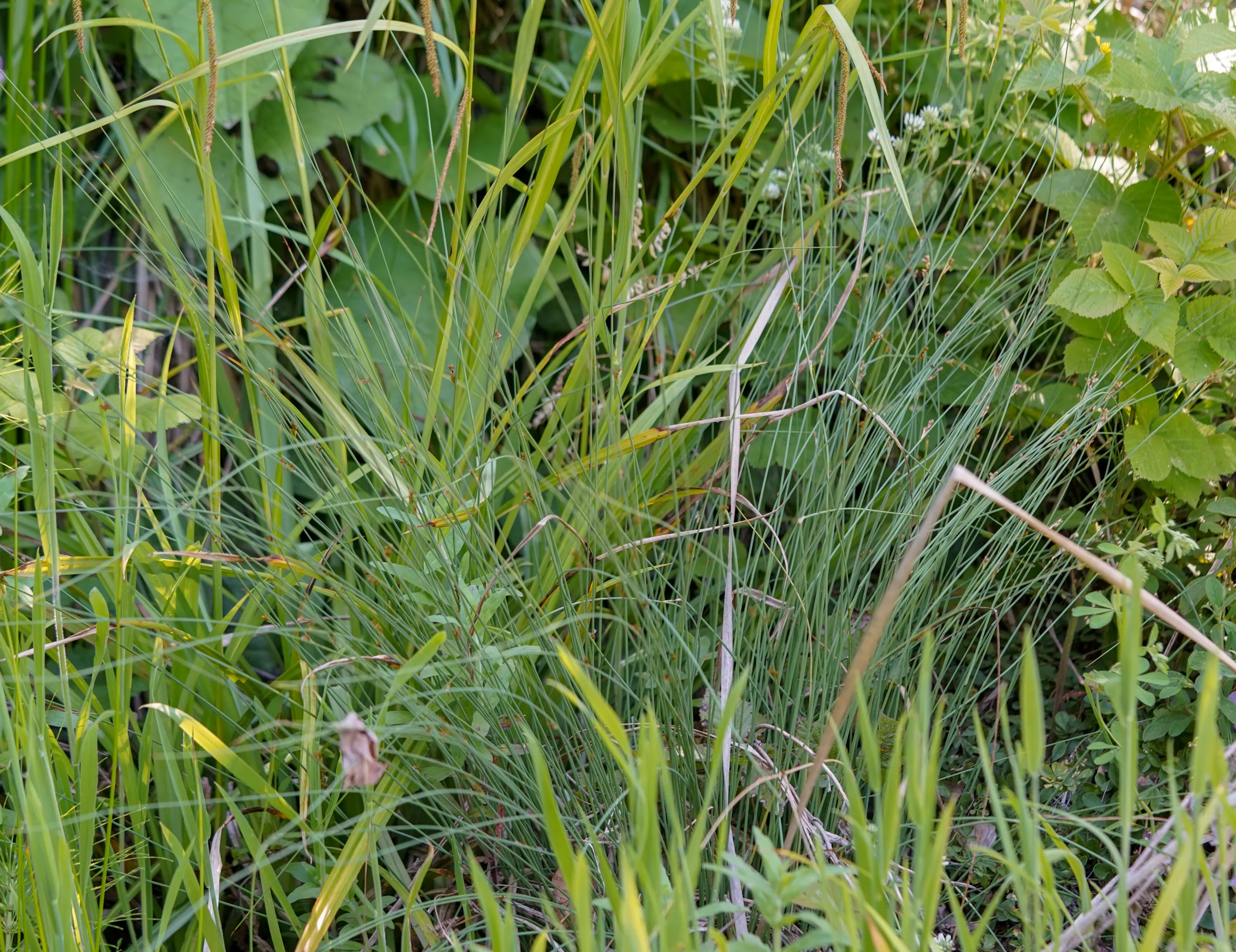Juncus inflexus
