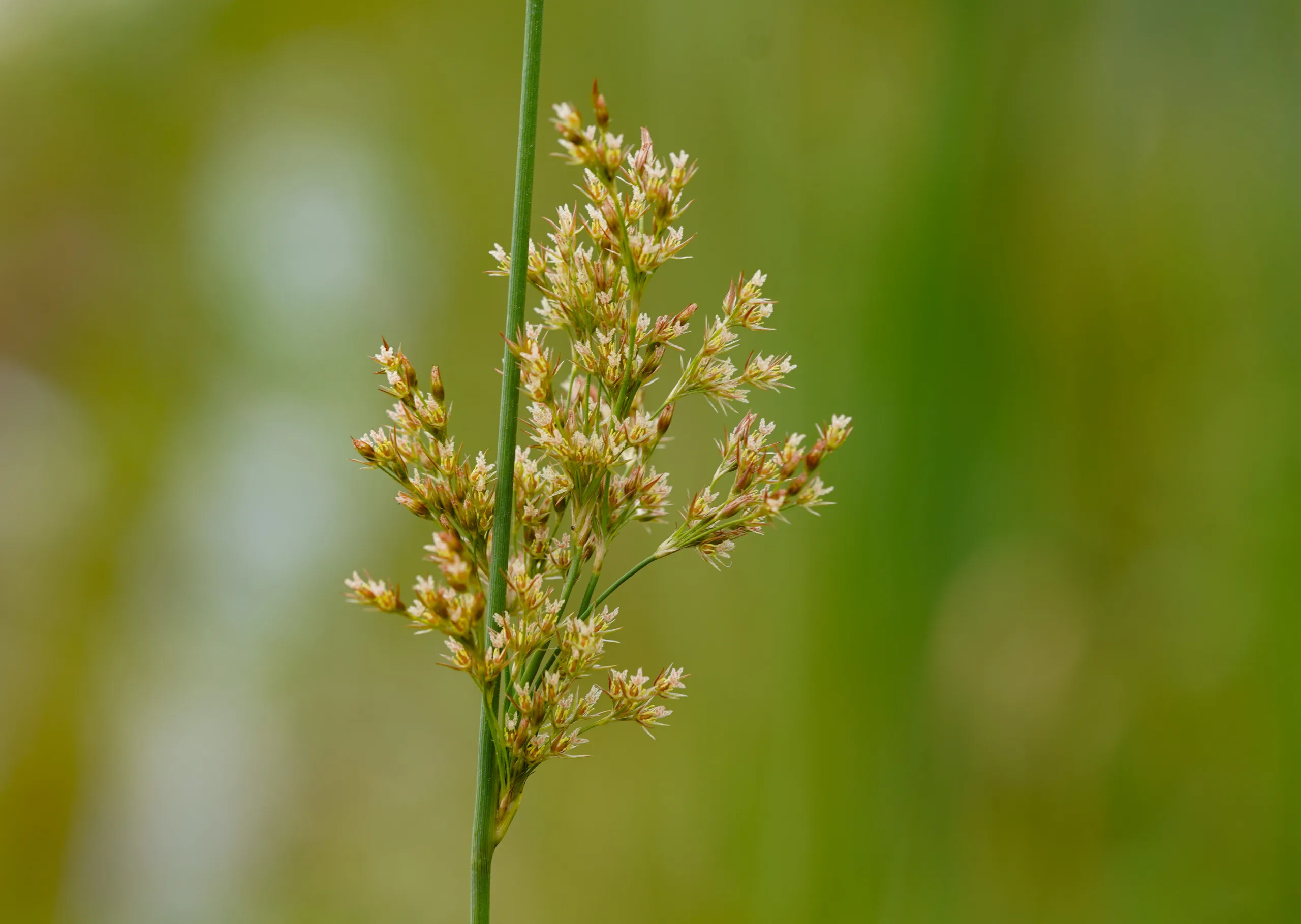 Juncus inflexus