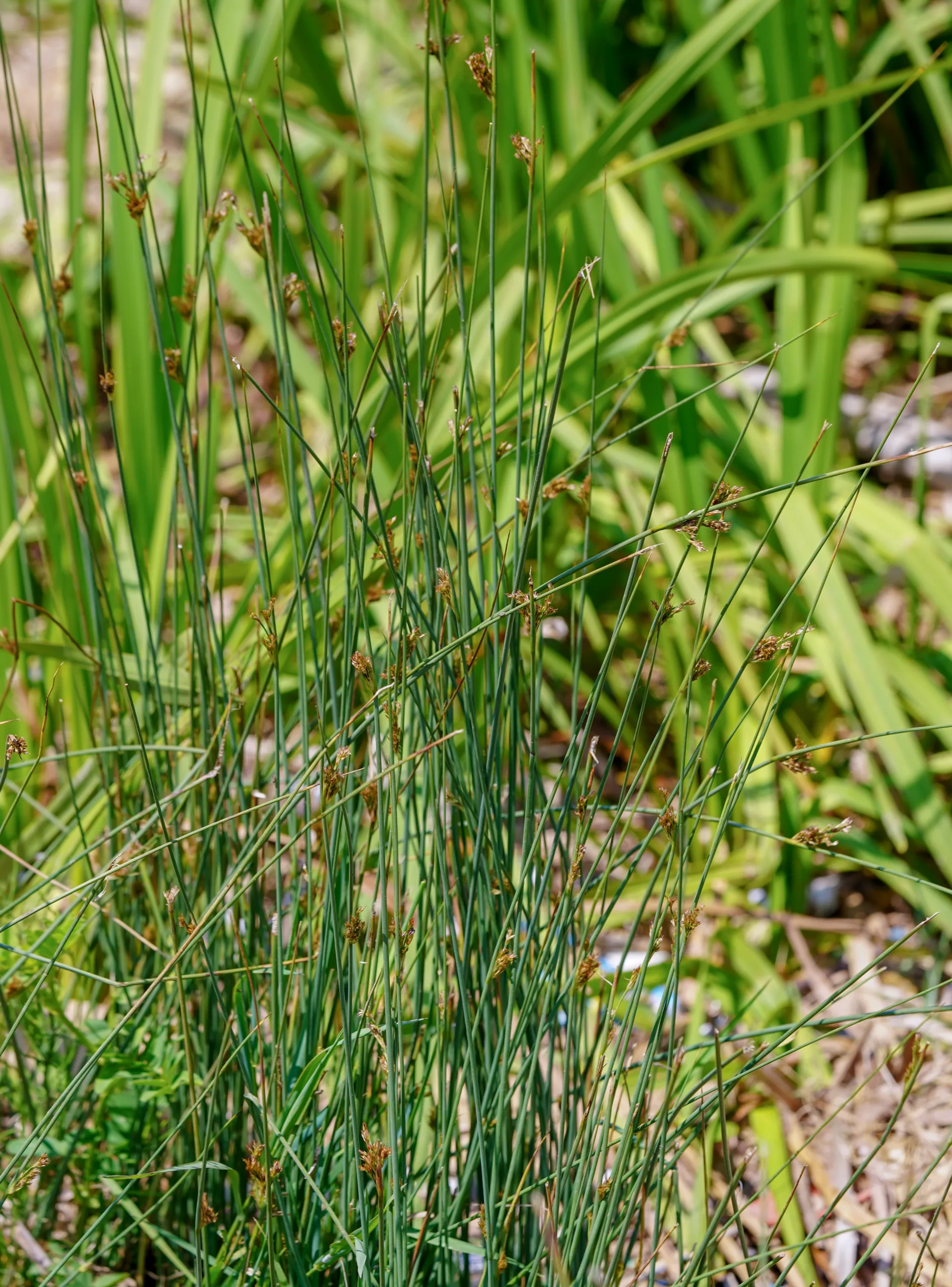 Juncus inflexus