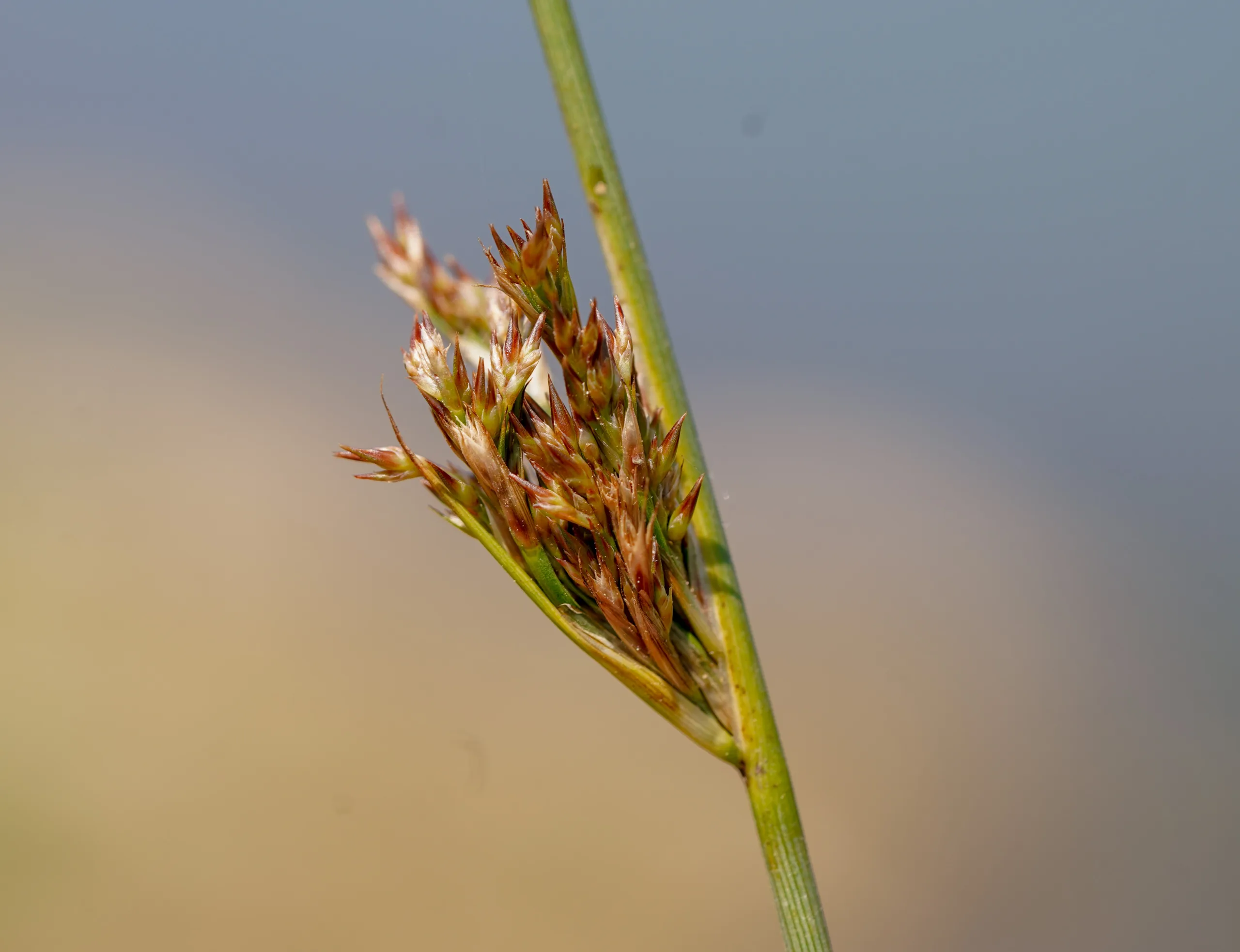 Juncus inflexus