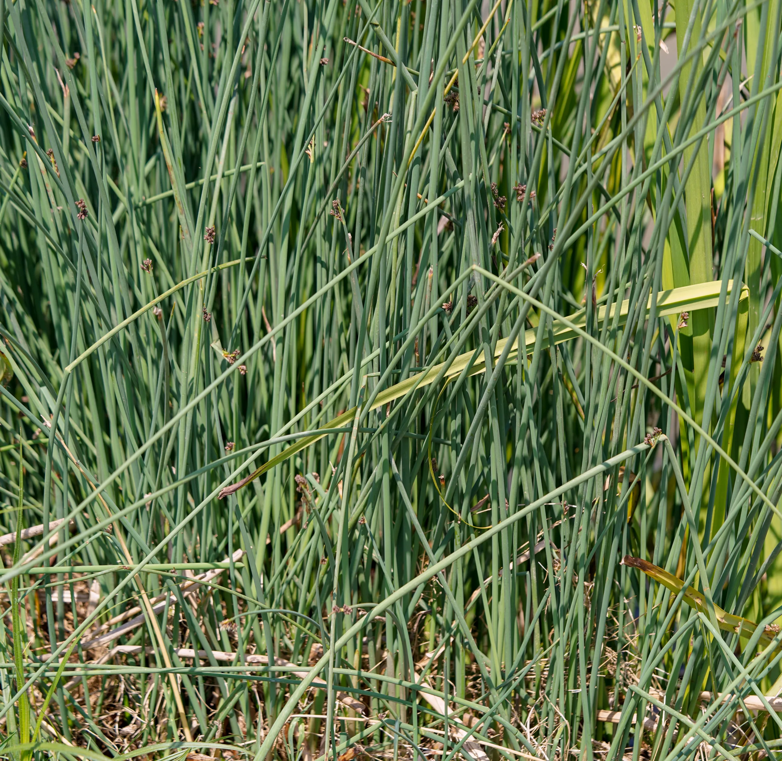 Juncus inflexus