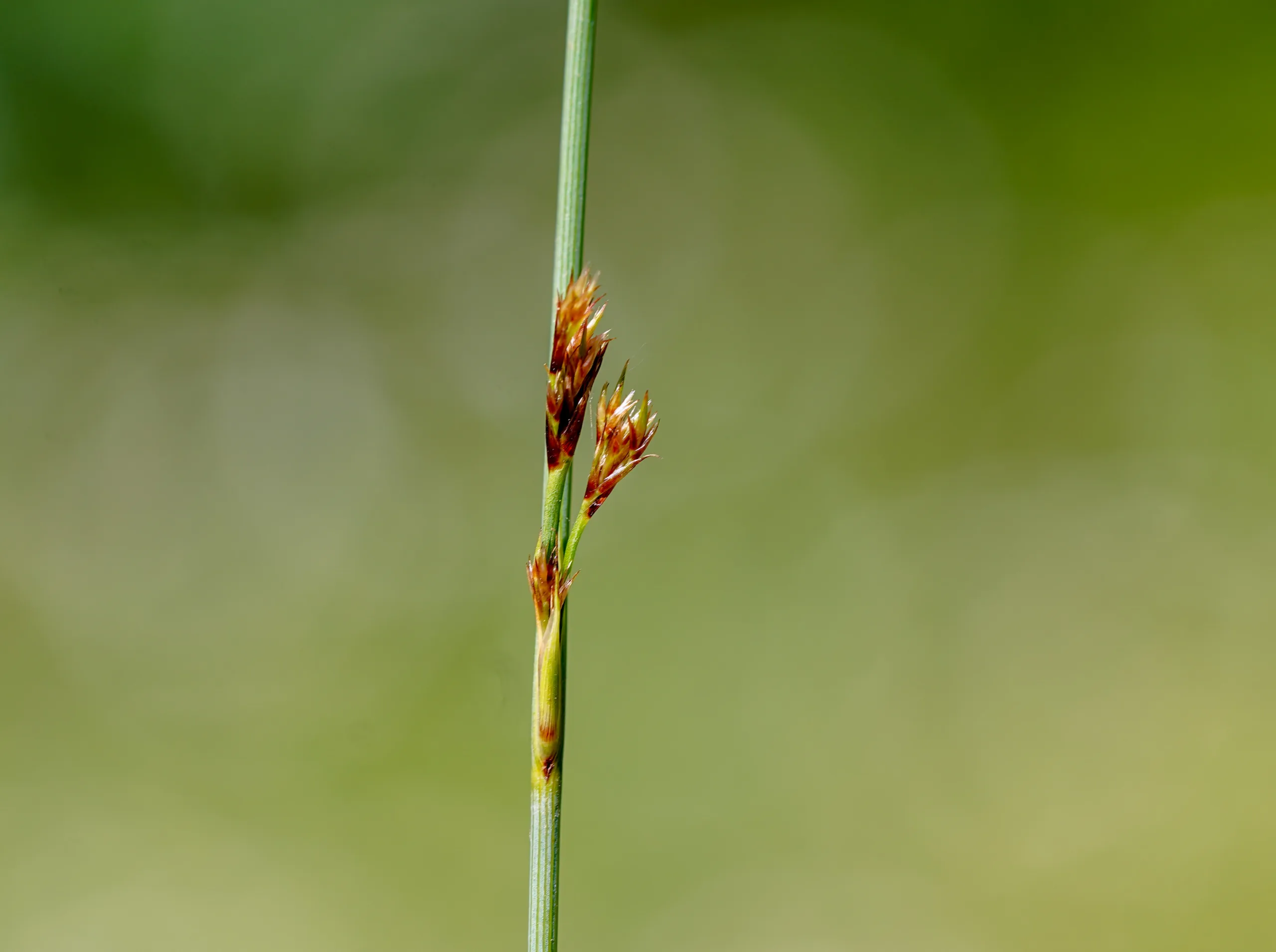Juncus inflexus