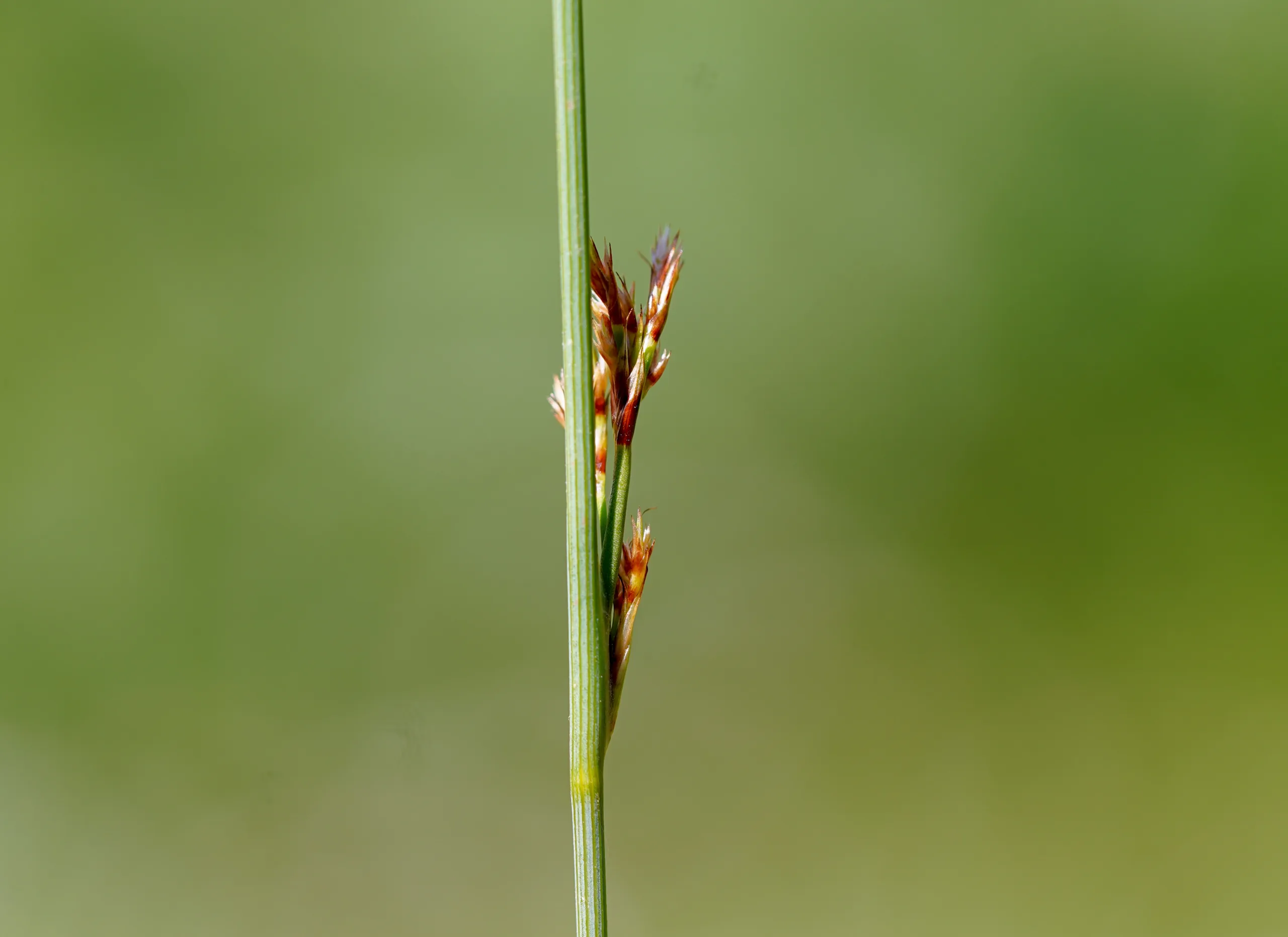Juncus inflexus