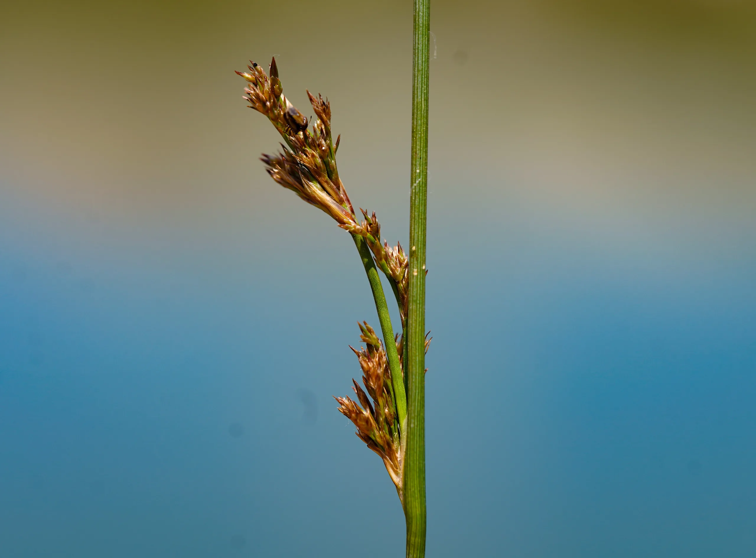 Juncus inflexus