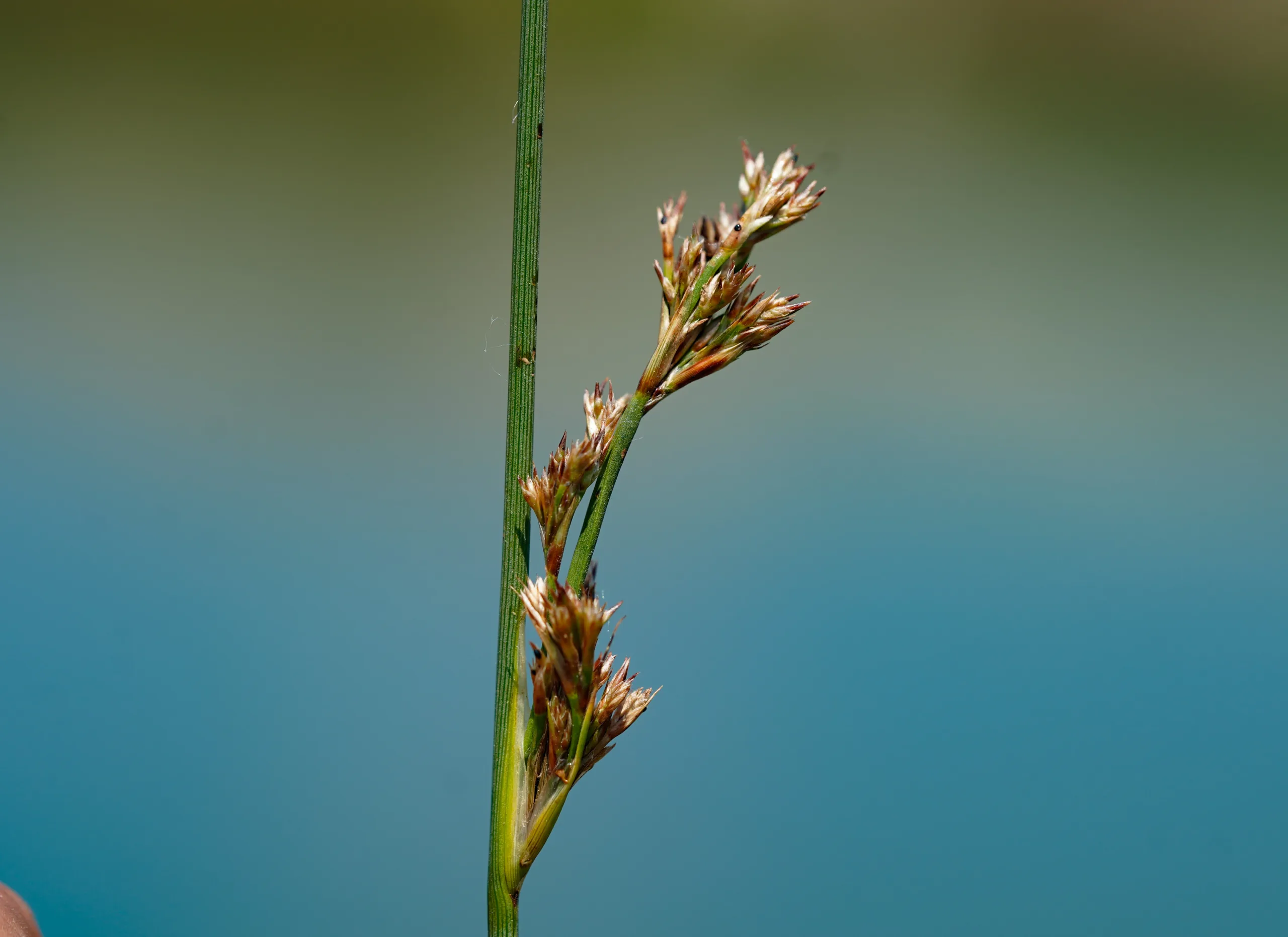 Juncus inflexus