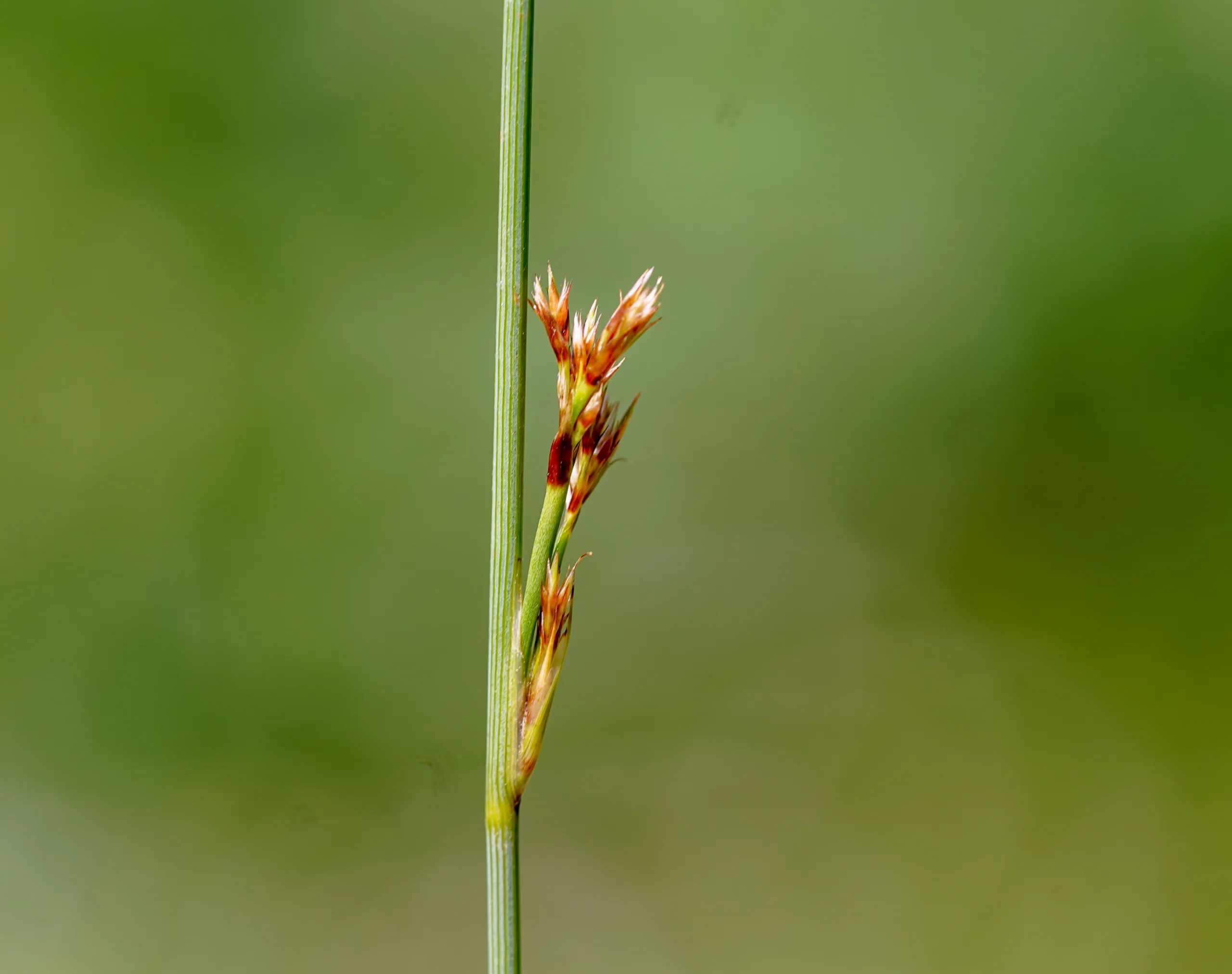Juncus inflexus