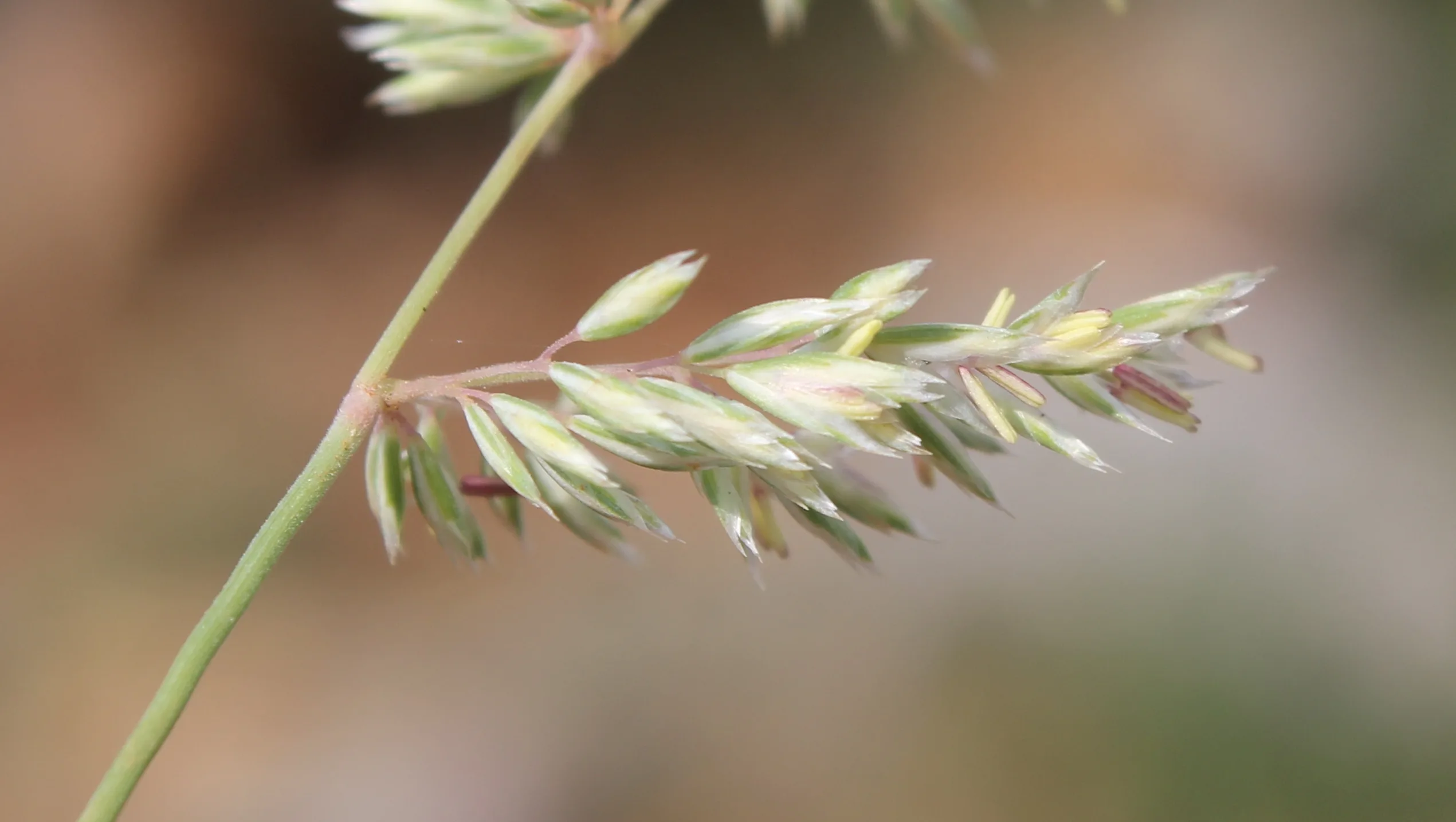 Koeleria macrantha