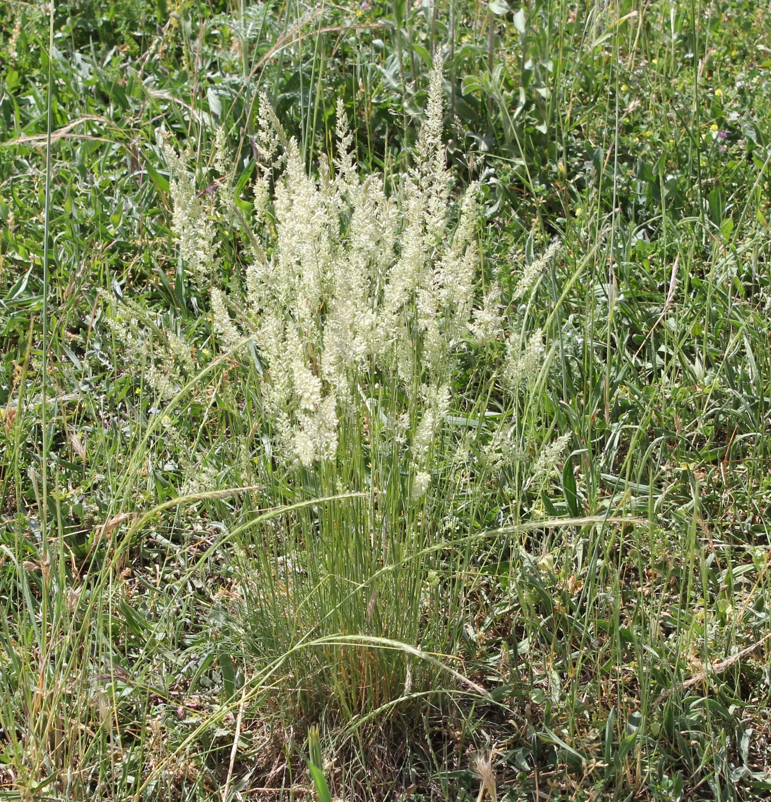Koeleria macrantha