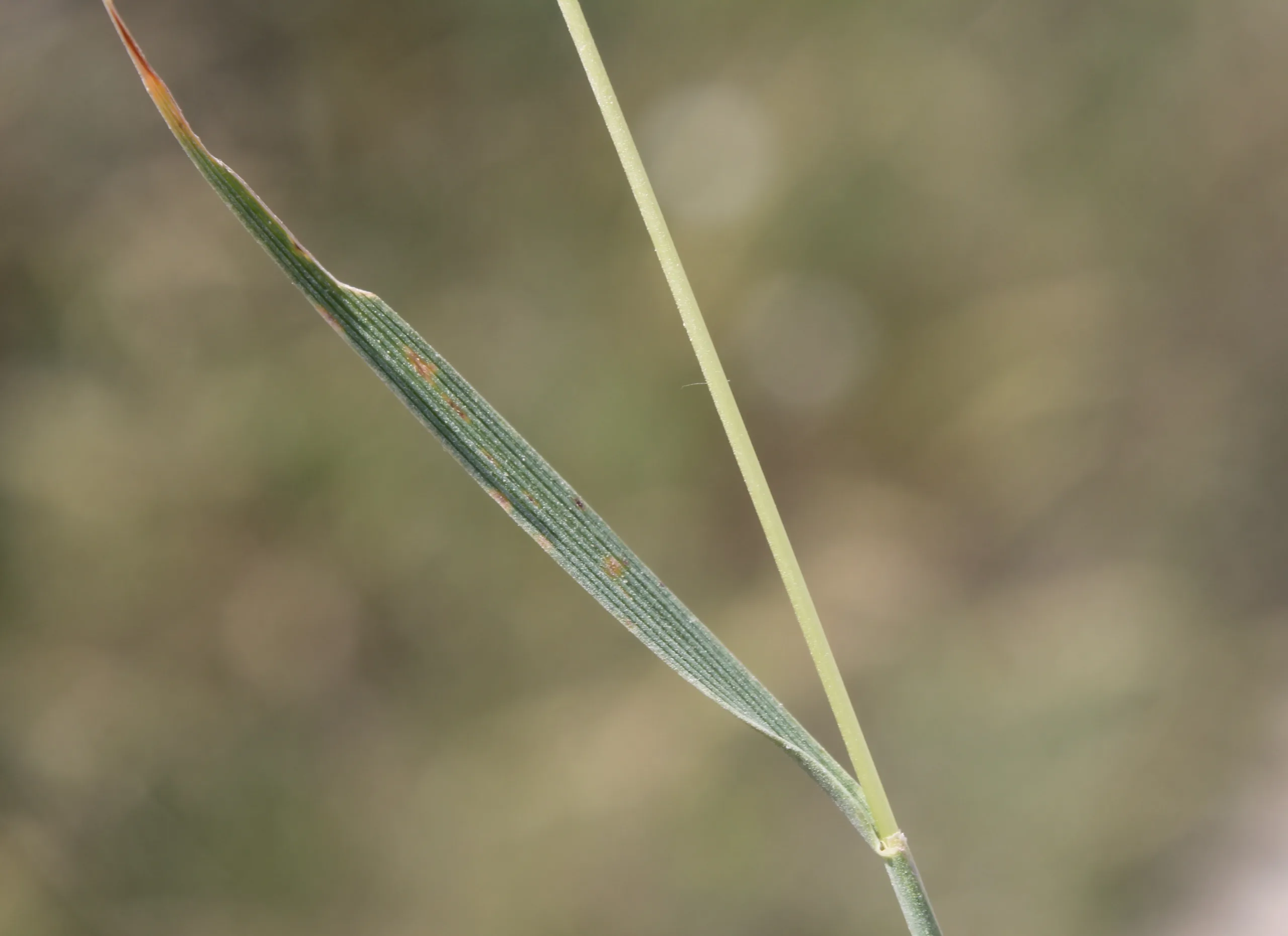 Koeleria macrantha