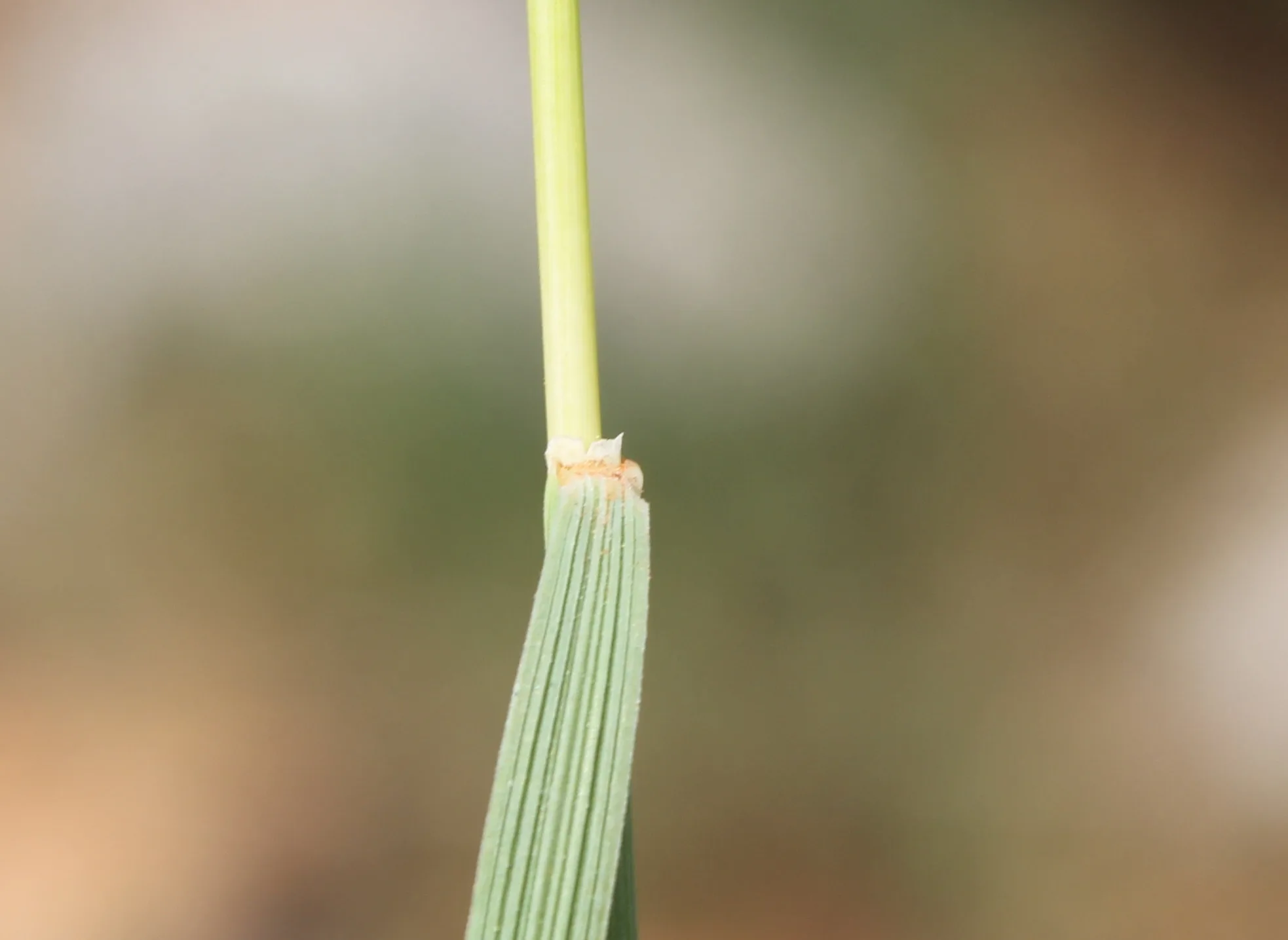 Koeleria macrantha