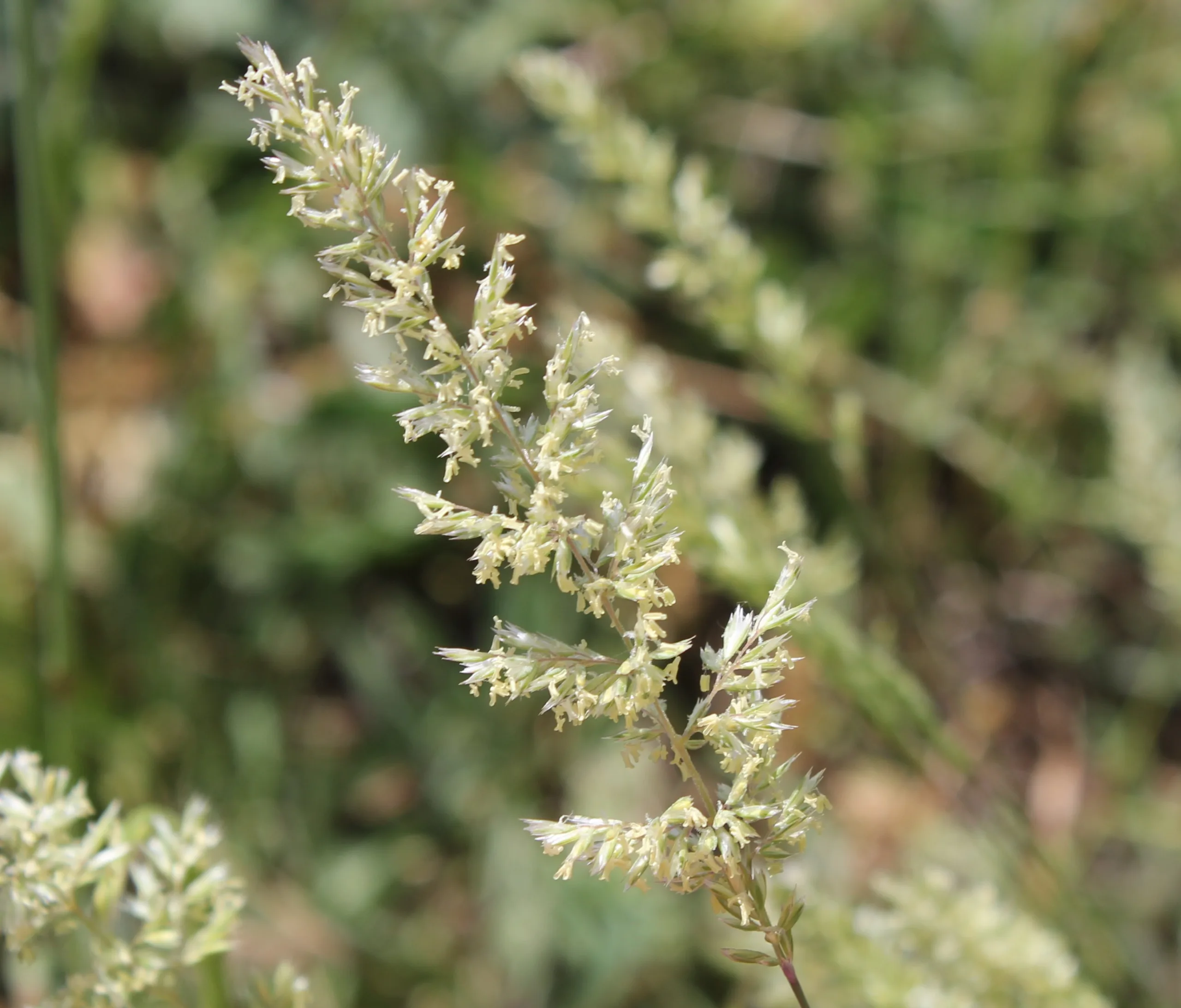Koeleria macrantha