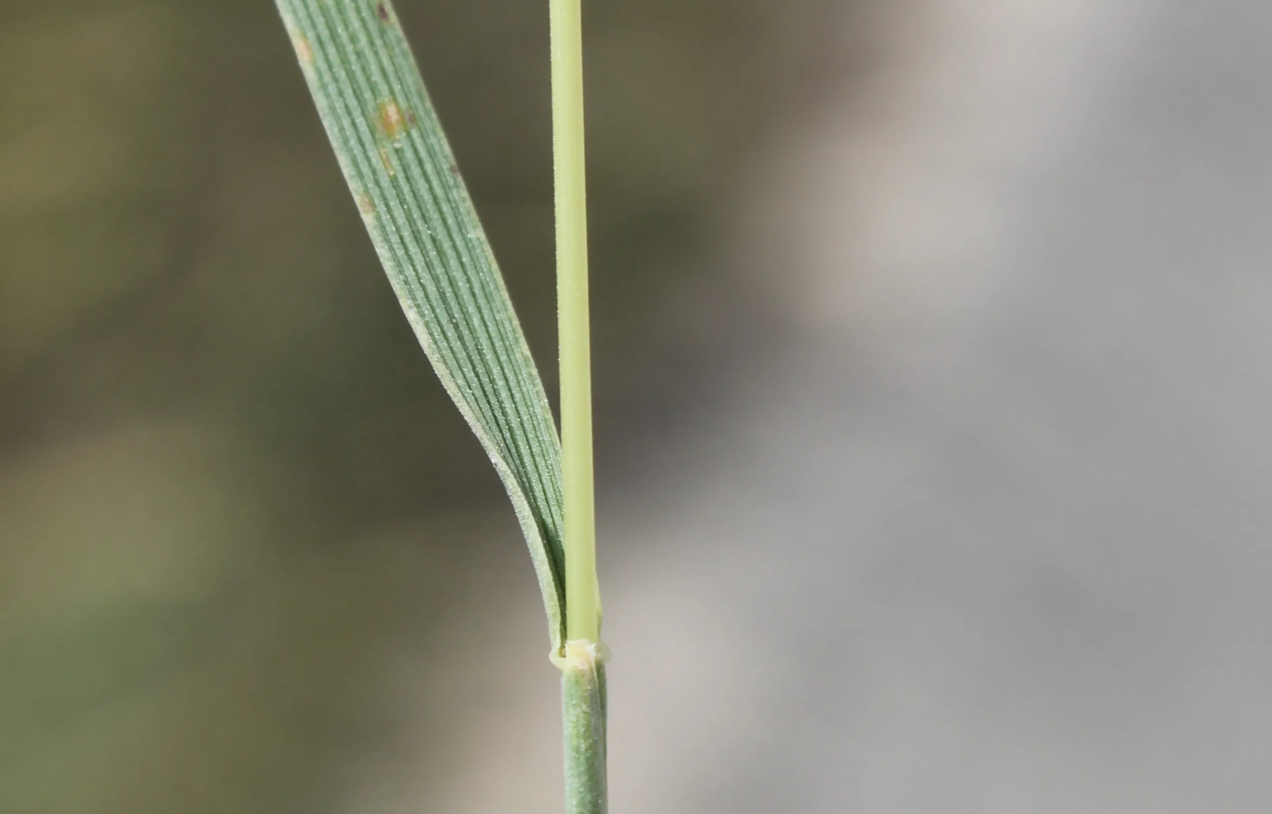 Koeleria macrantha