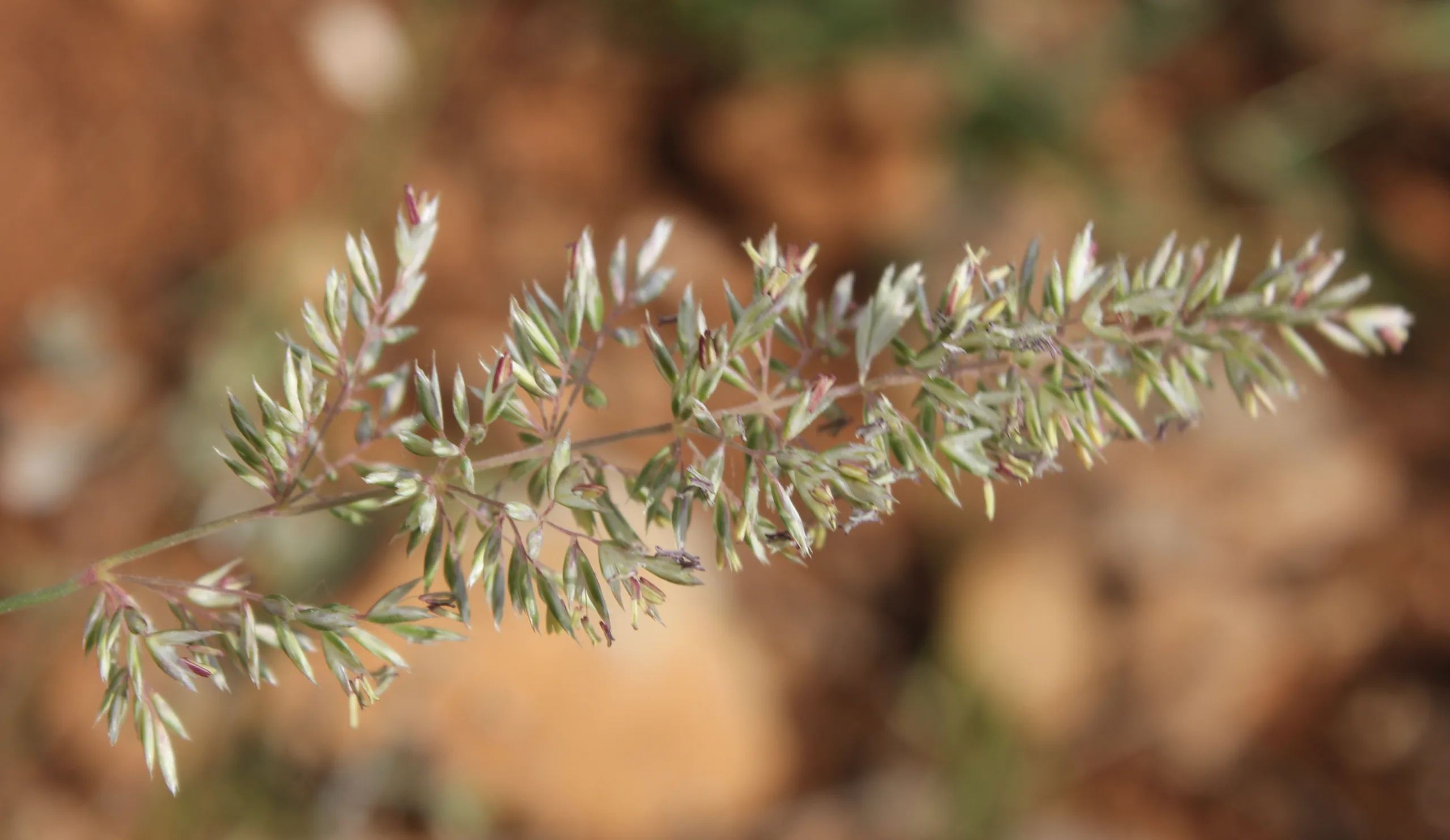 Koeleria macrantha