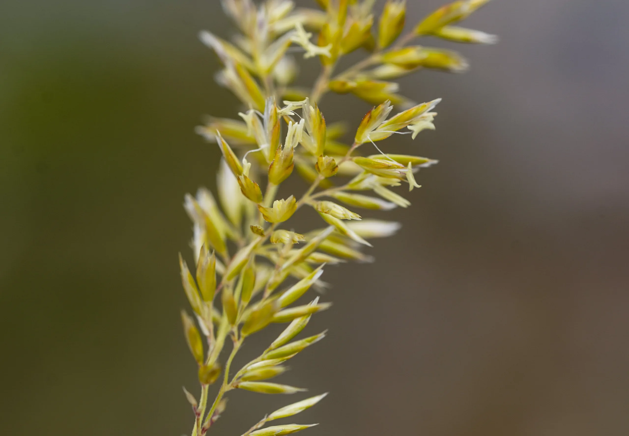 Koeleria nitidula (Köse kırnal)