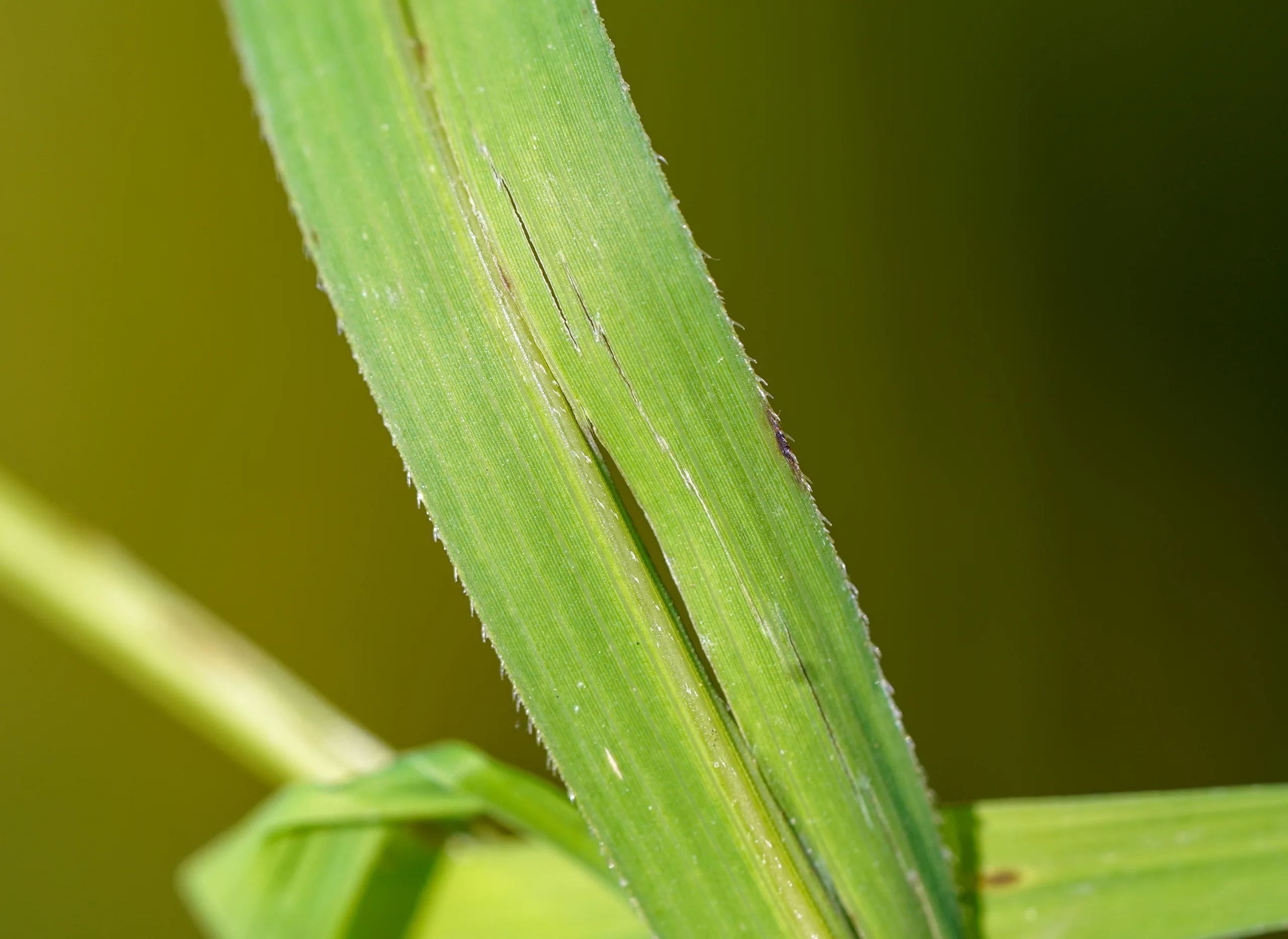 Leersia oryzoides