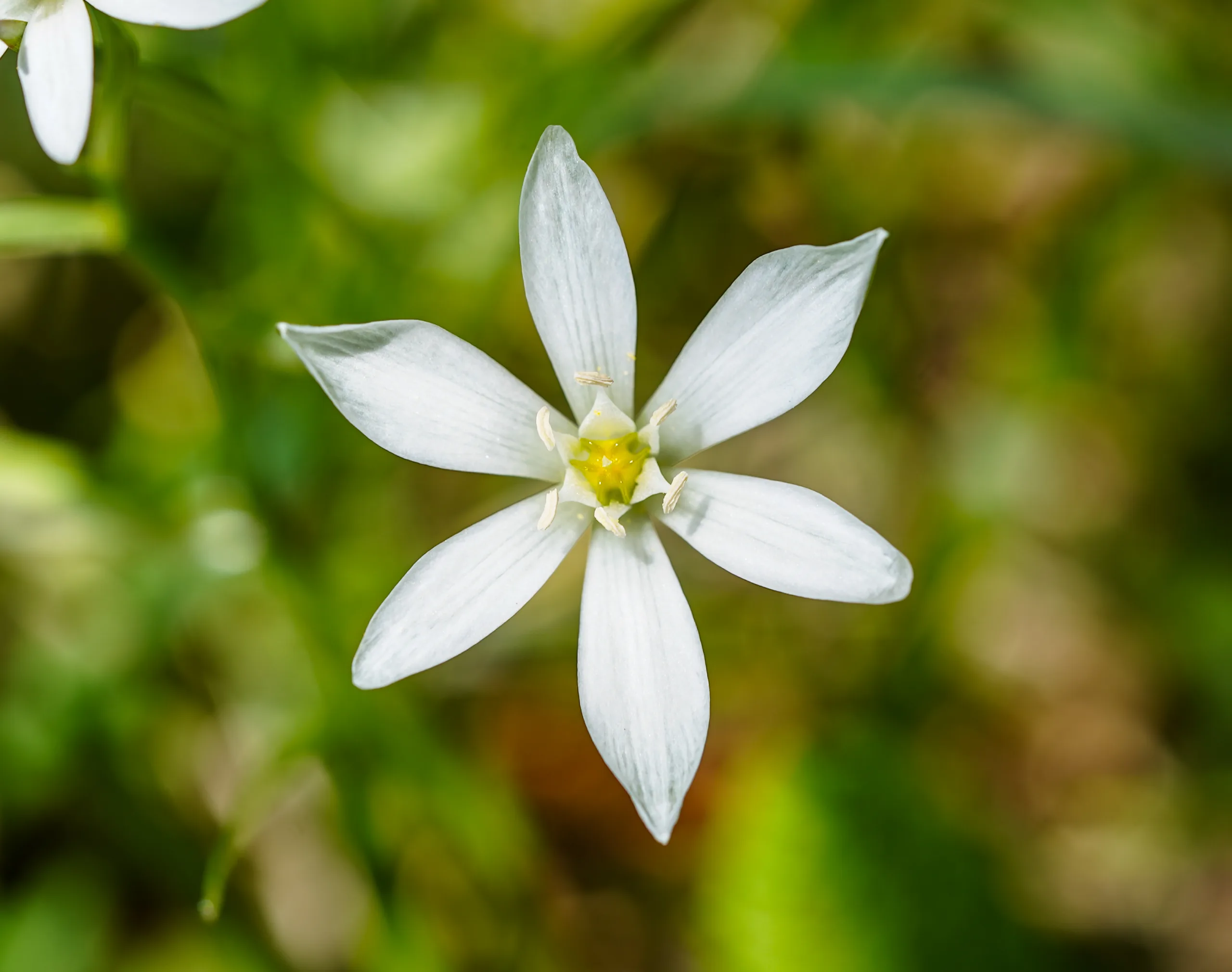 Ornithogalum alatum (Köpek soğanı)