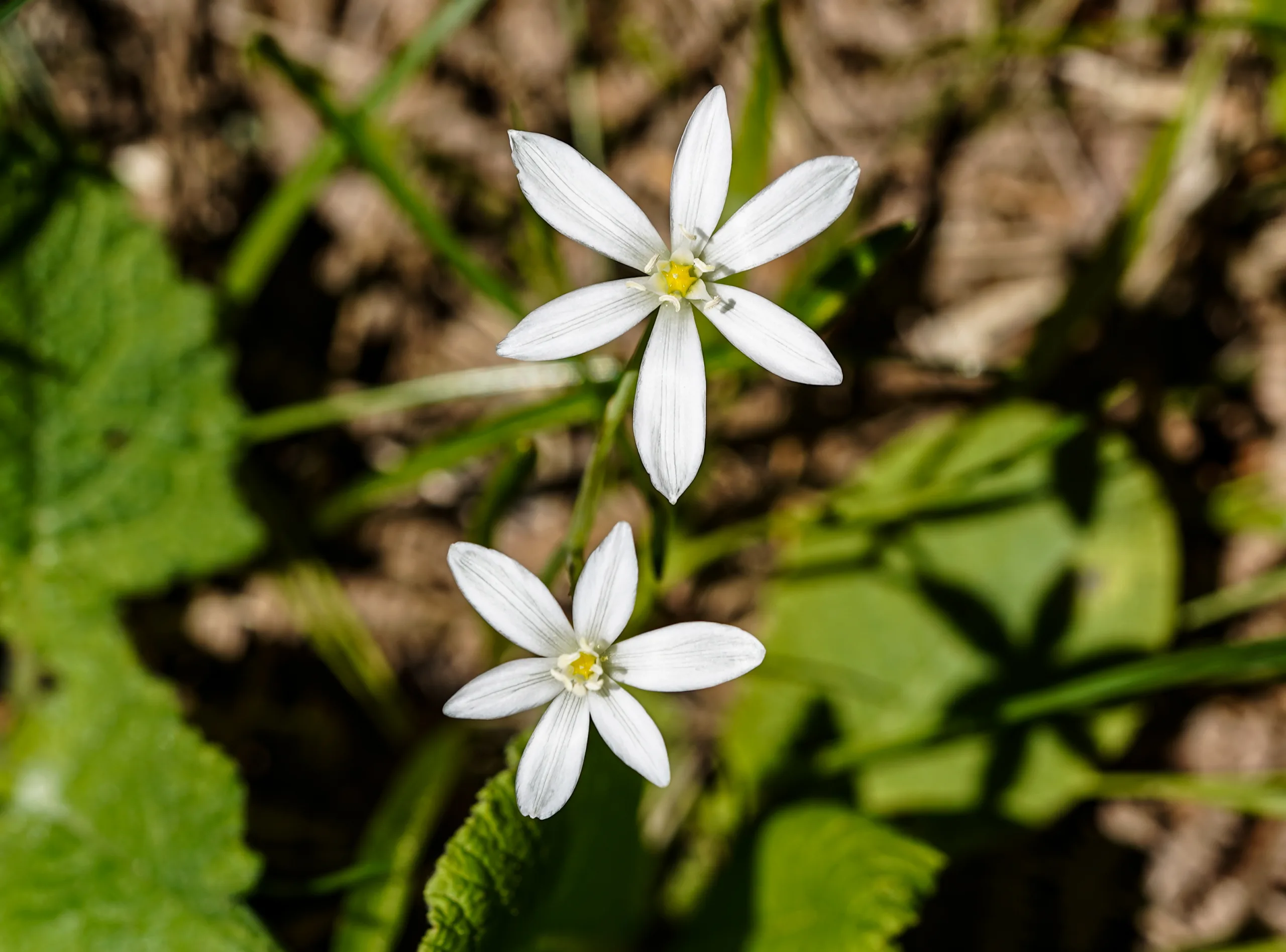 Ornithogalum alatum