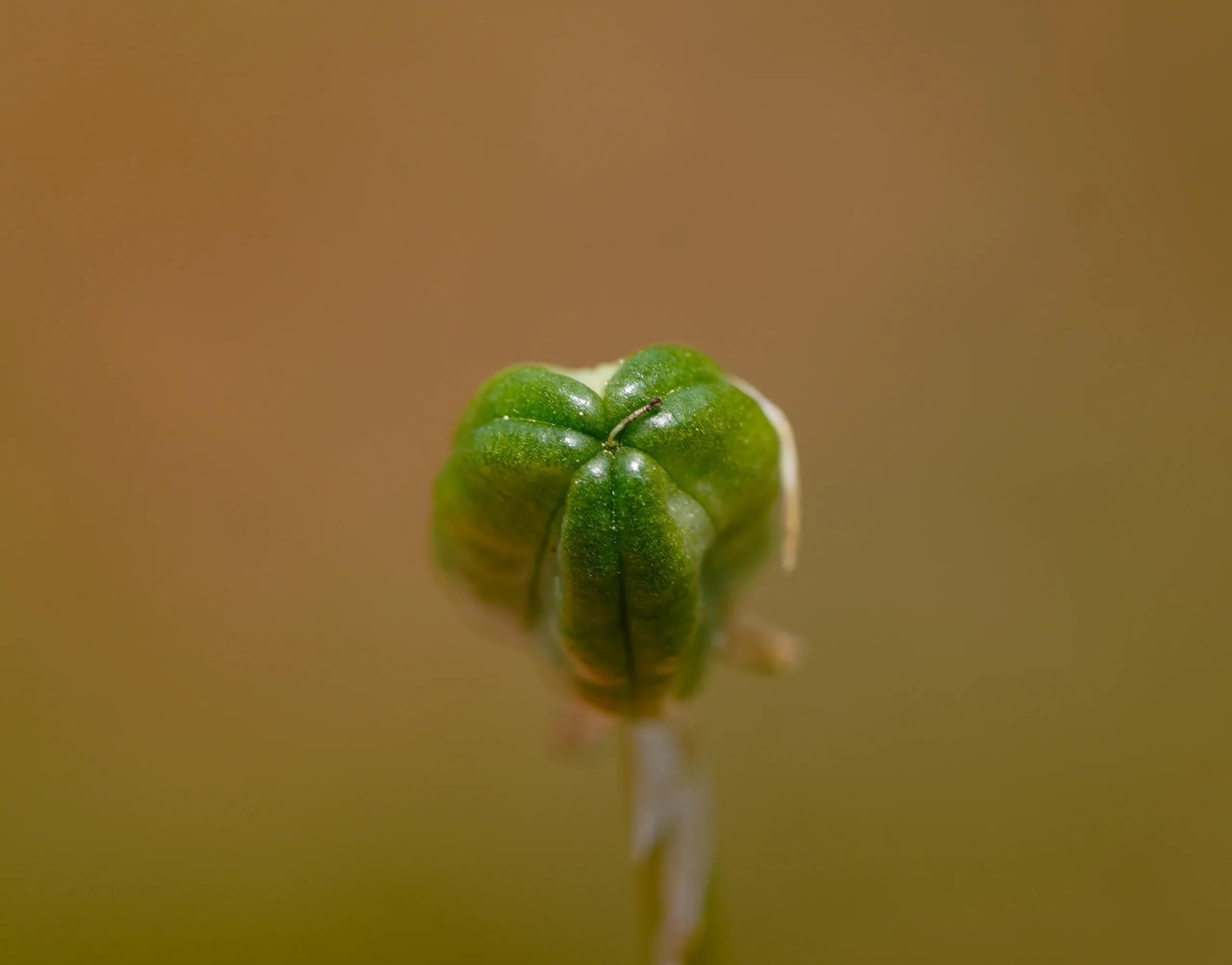 Ornithogalum comosum