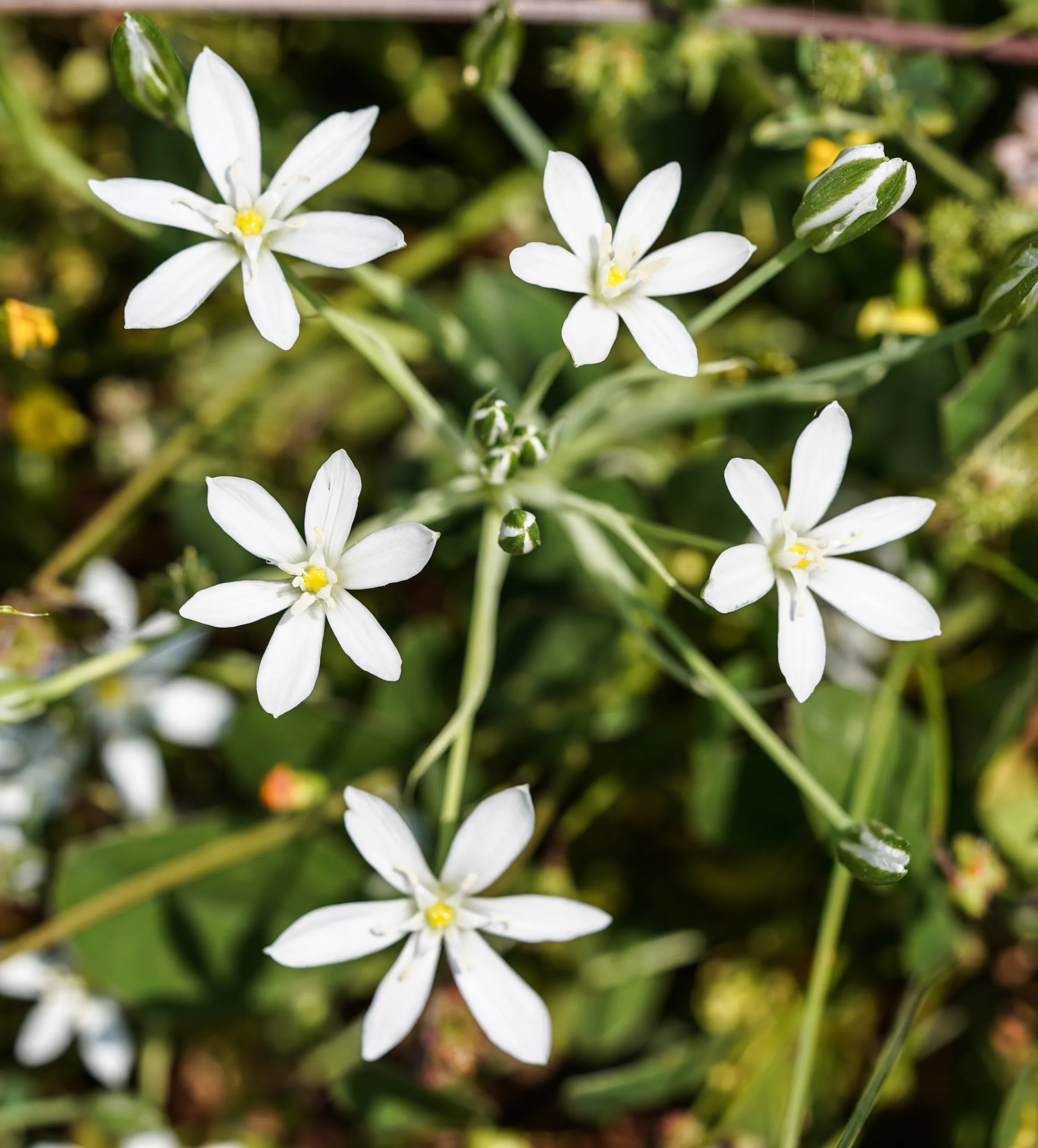 Ornithogalum comosum
