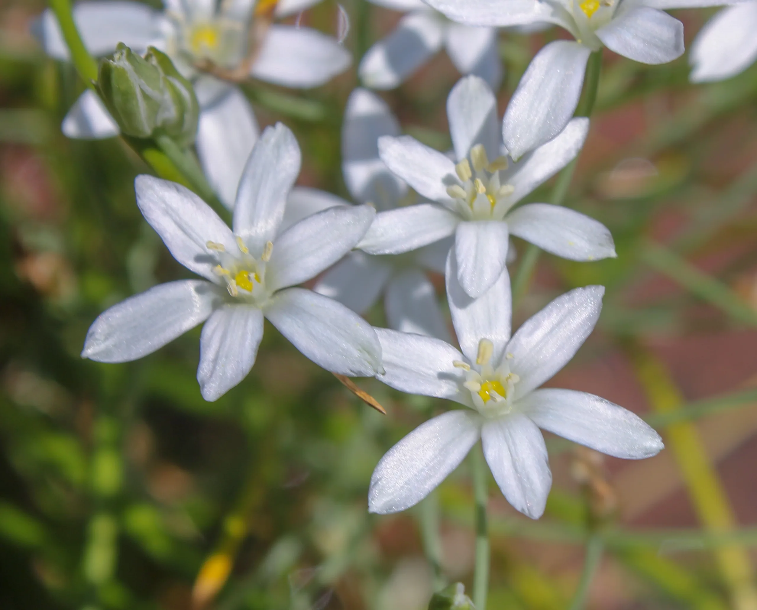 Ornithogalum euxinum