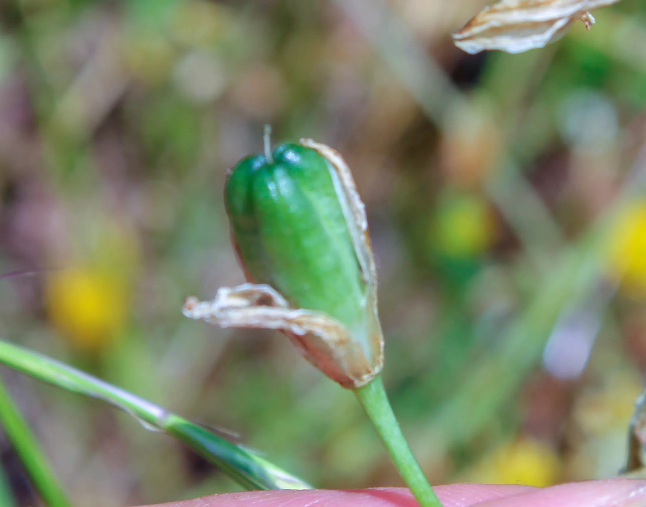 Ornithogalum euxinum
