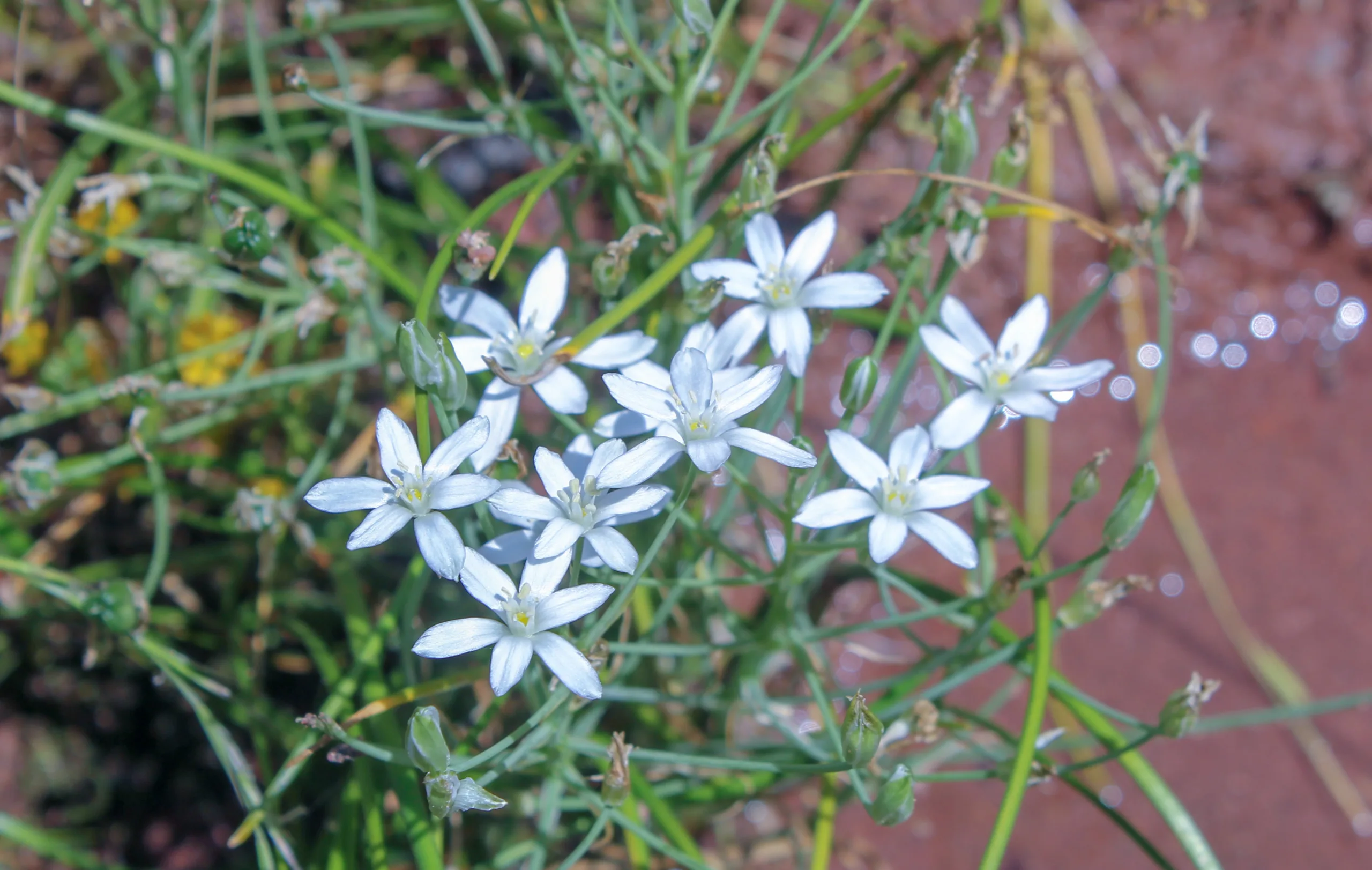 Ornithogalum euxinum
