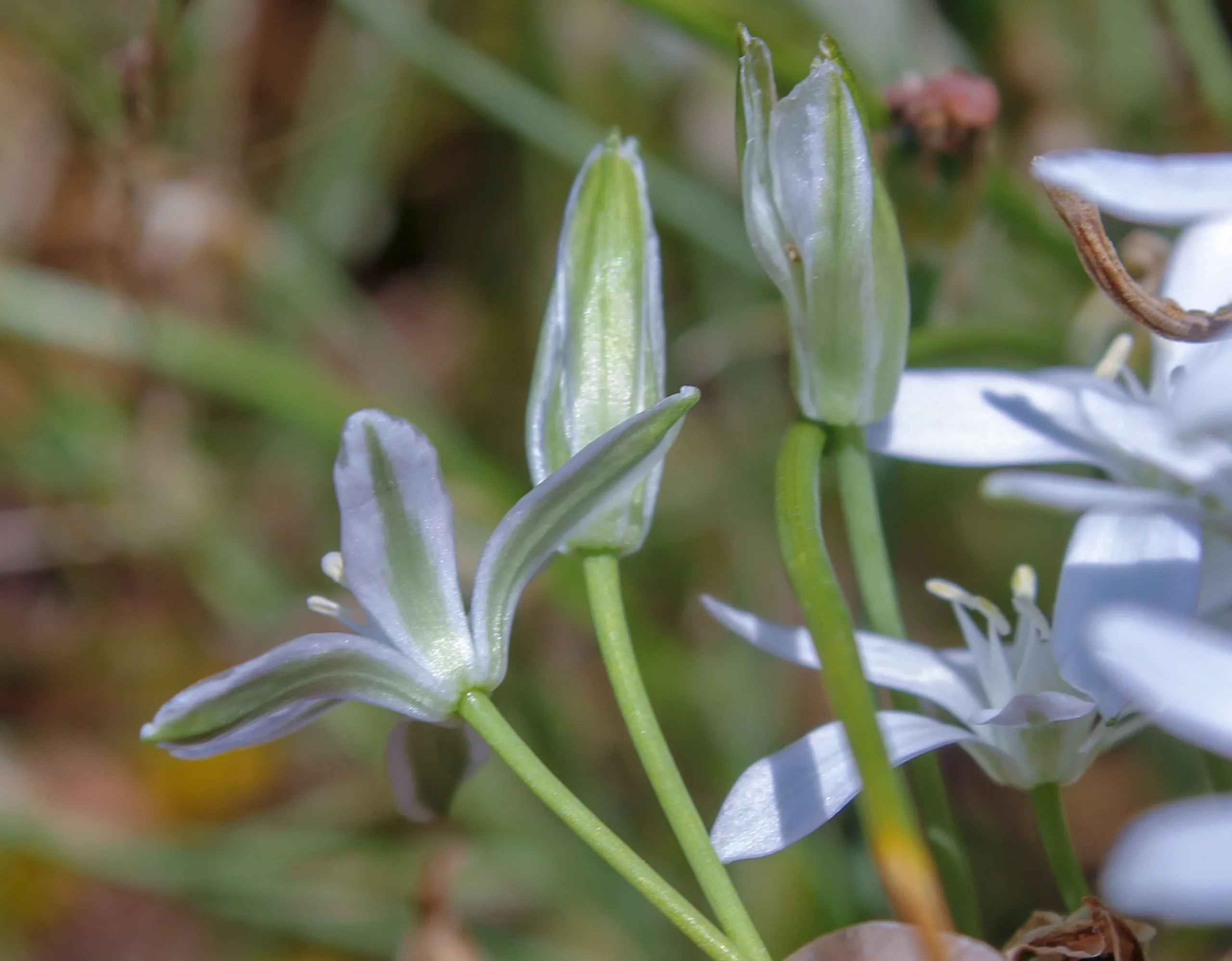 Ornithogalum euxinum