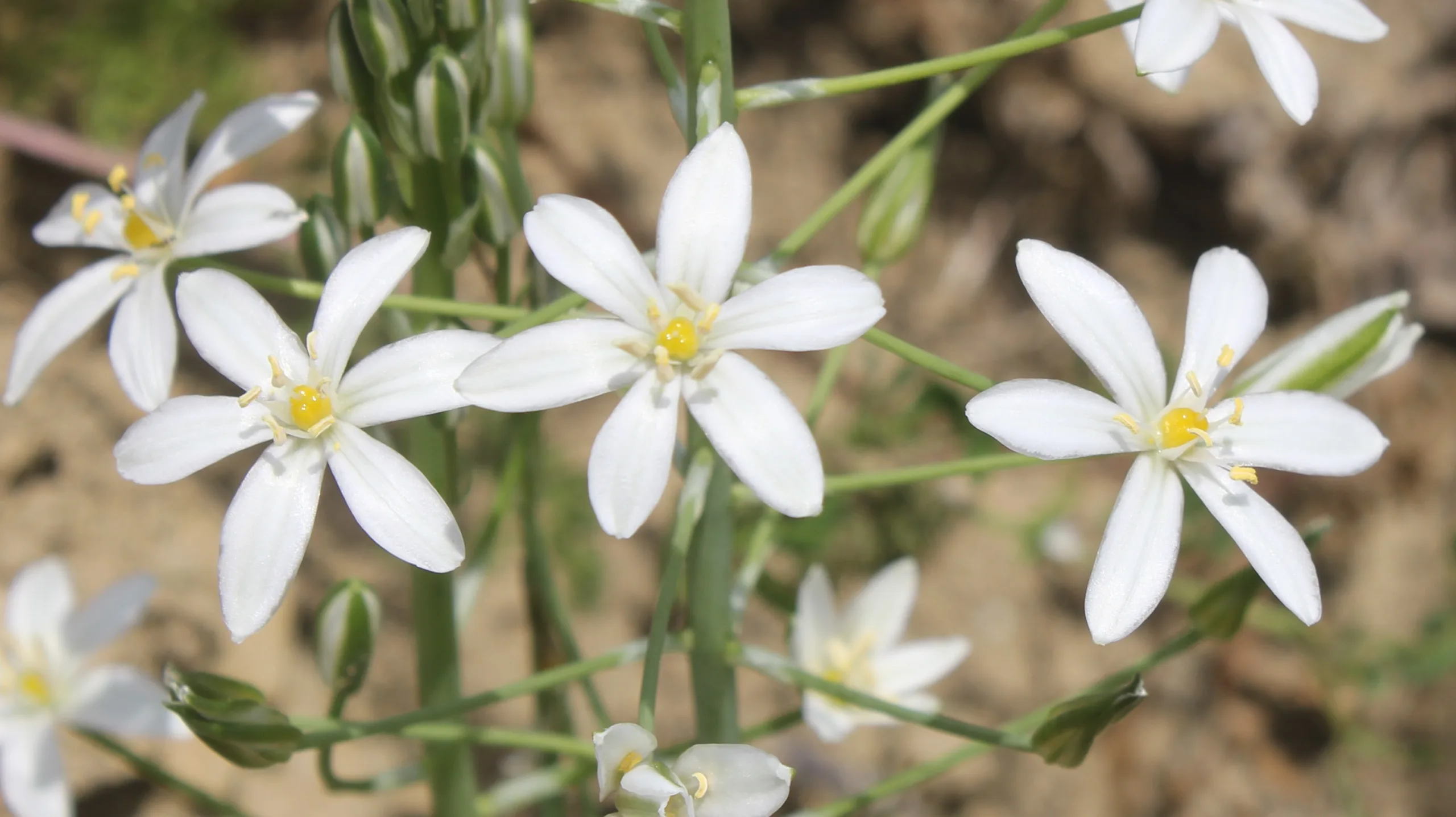 Ornithogalum narbonense