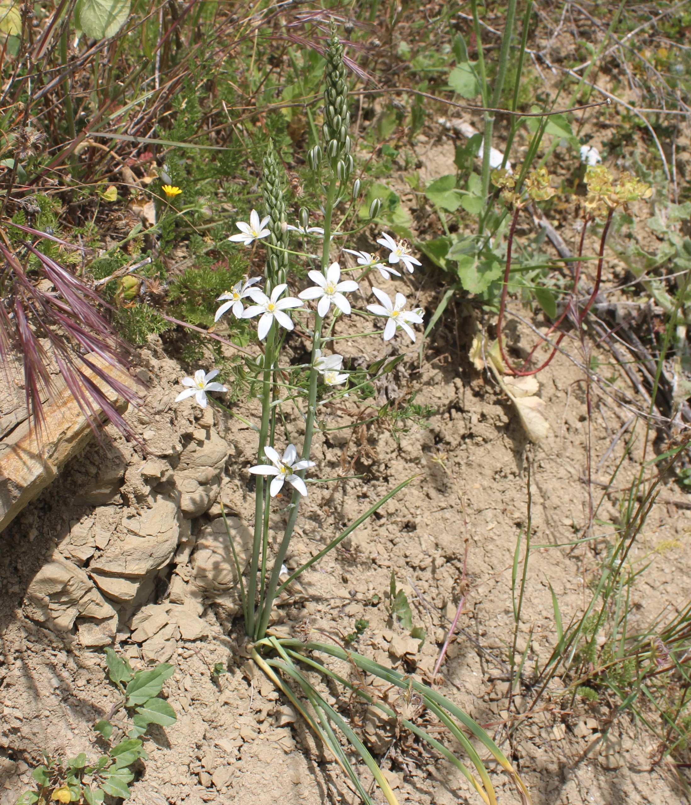 Ornithogalum narbonense