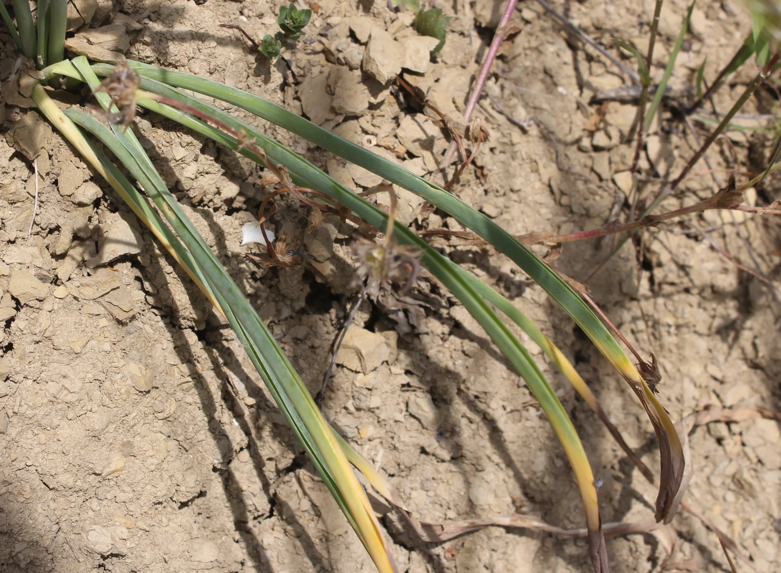 Ornithogalum narbonense