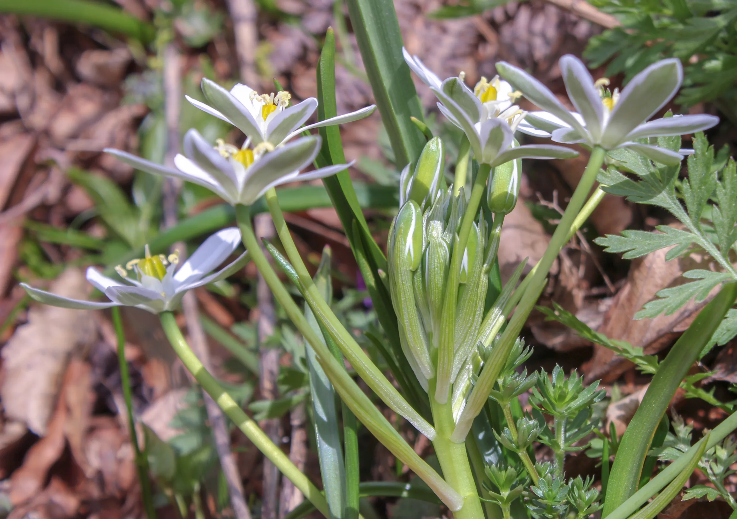 Ornithogalum oligophyllum
