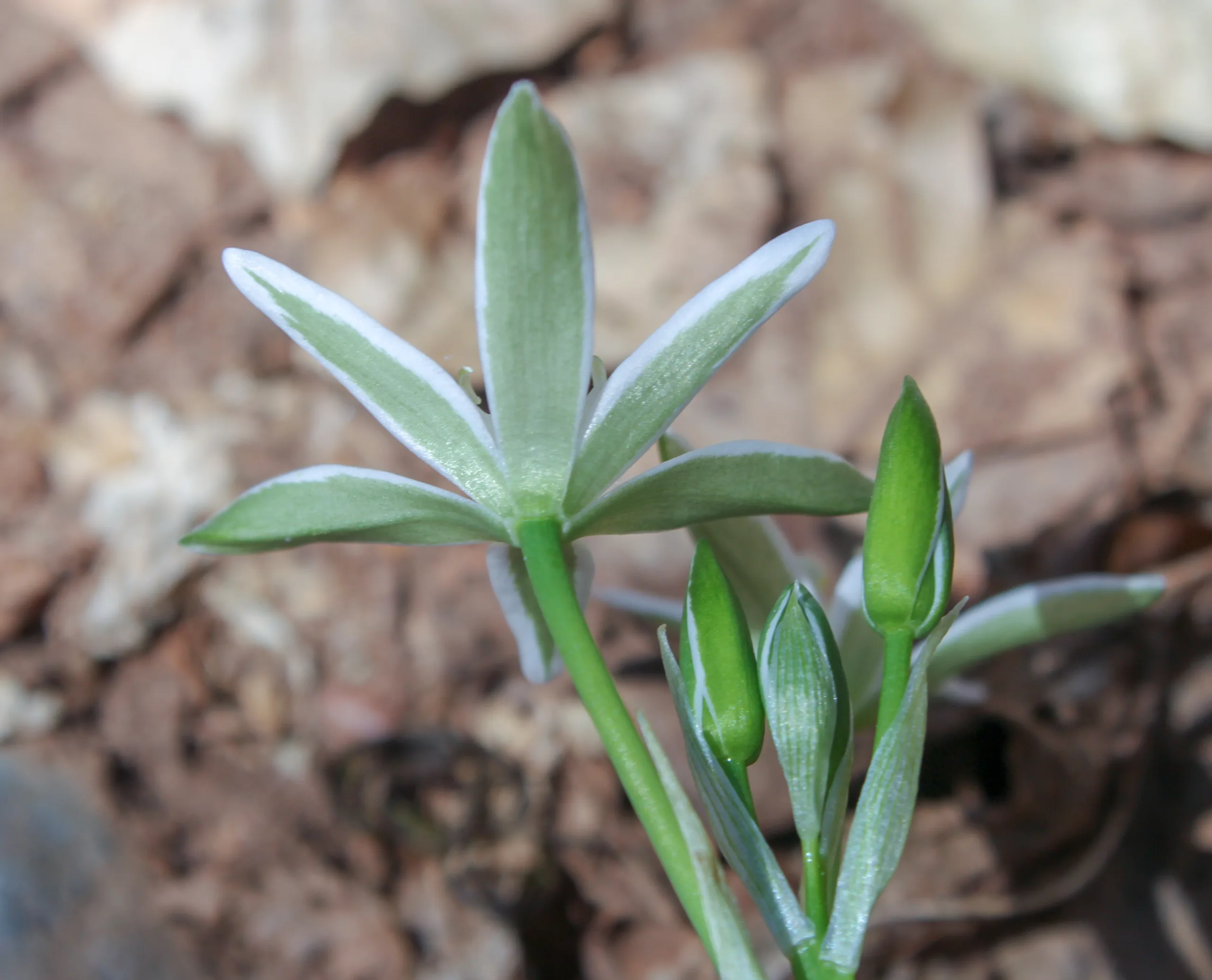 Ornithogalum oligophyllum