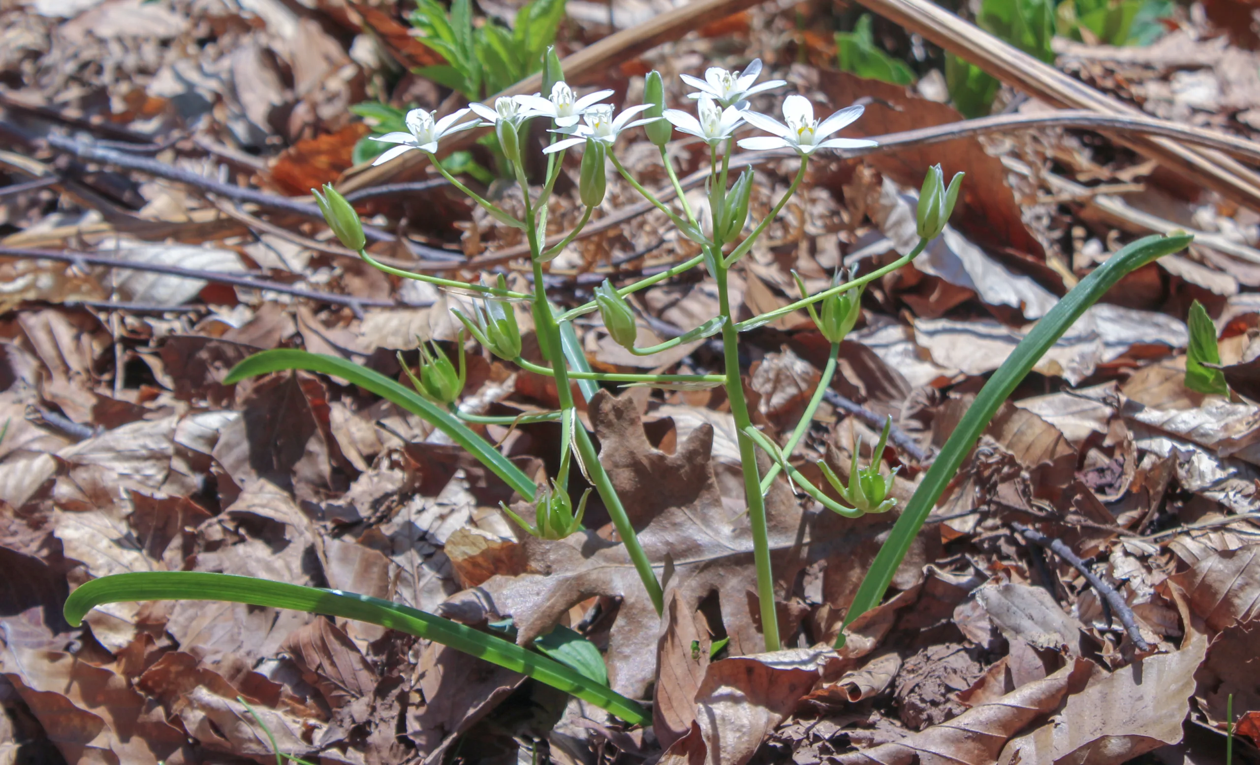 Ornithogalum oligophyllum