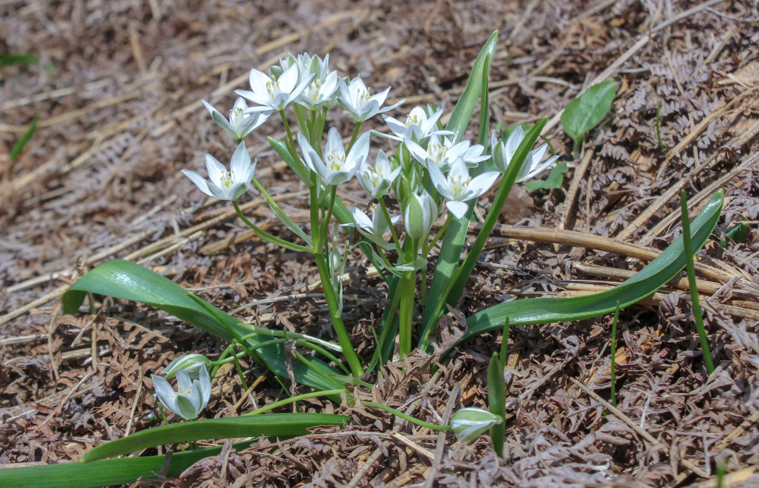 Ornithogalum oligophyllum