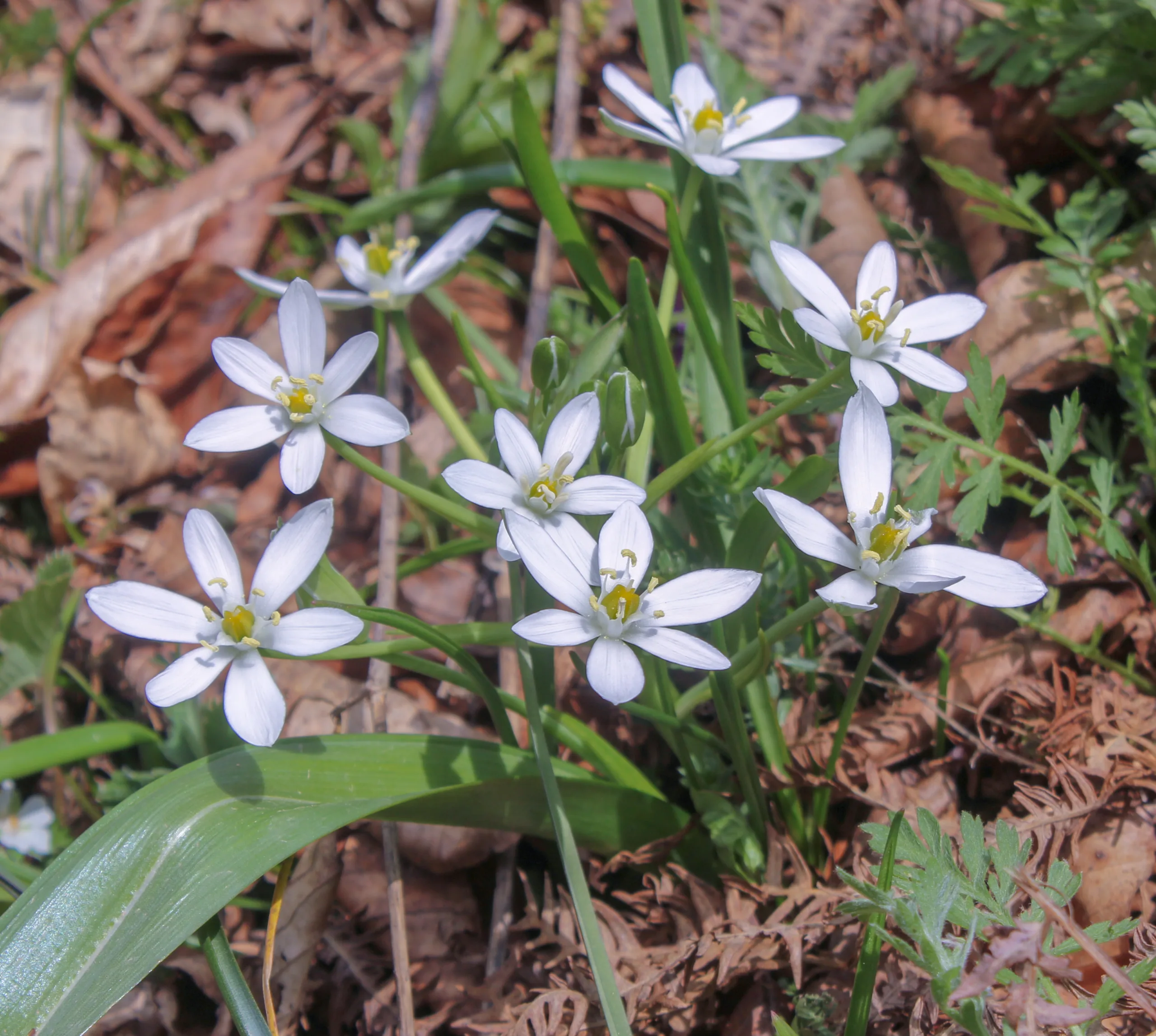 Ornithogalum oligophyllum